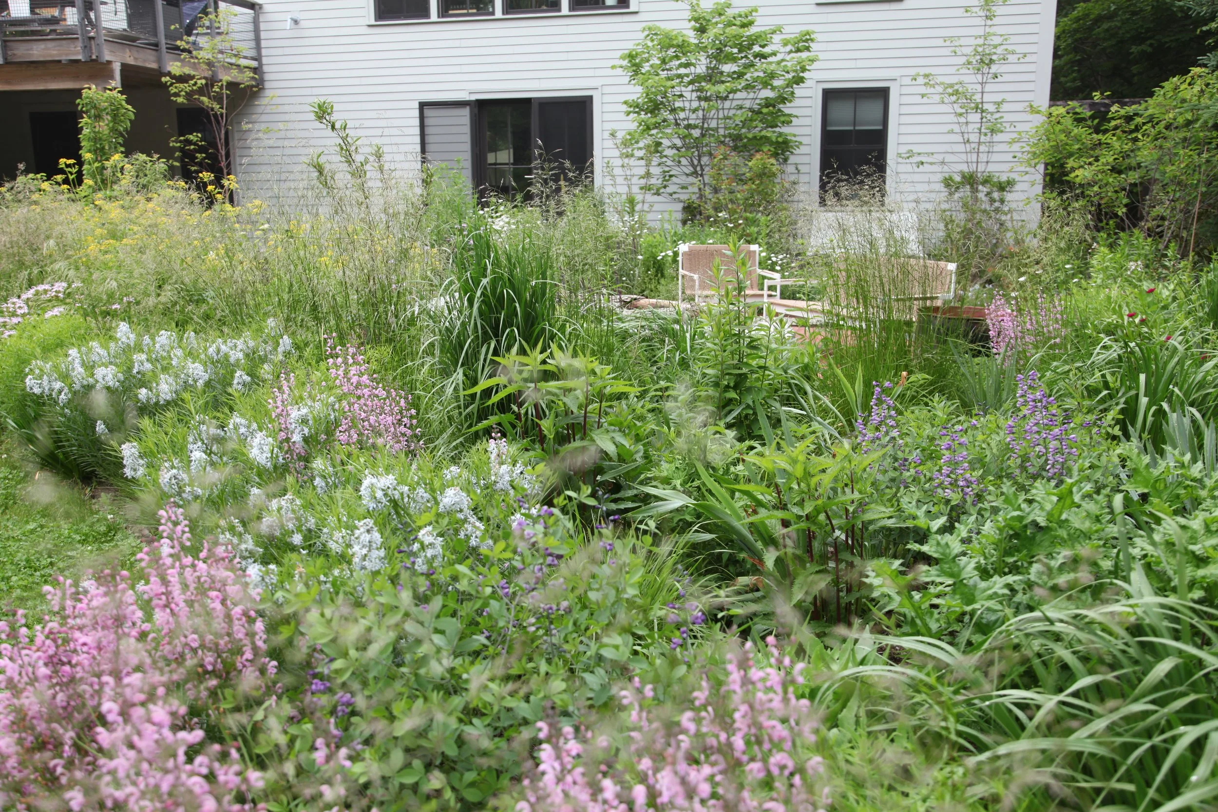 Salvia, Amsonia and Baptisia in early summer. 