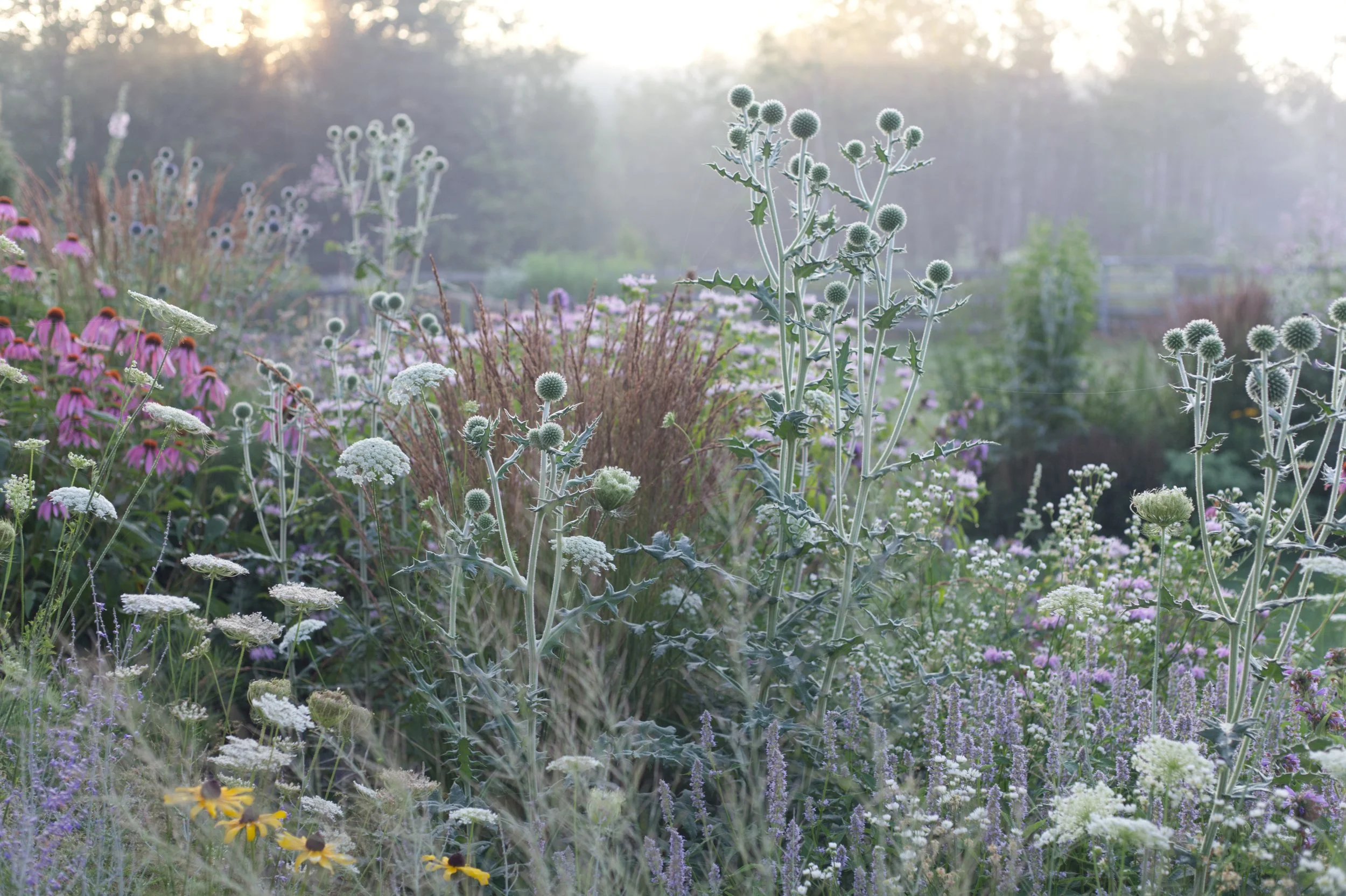 Garden magic as the sun rises behind the mid-summer garden, a frothy mix of flowering perennials and grasses.