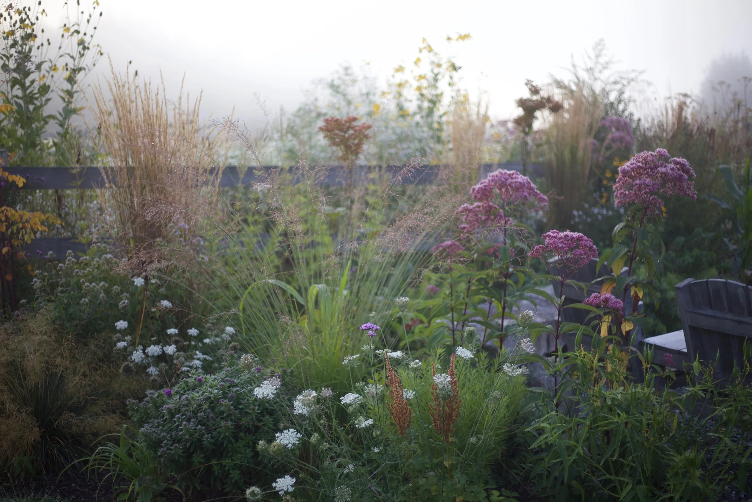 The wild edge of the garden where robust grasses and perennials blend with self-sowing annual and biennial wildflowers from the fields.