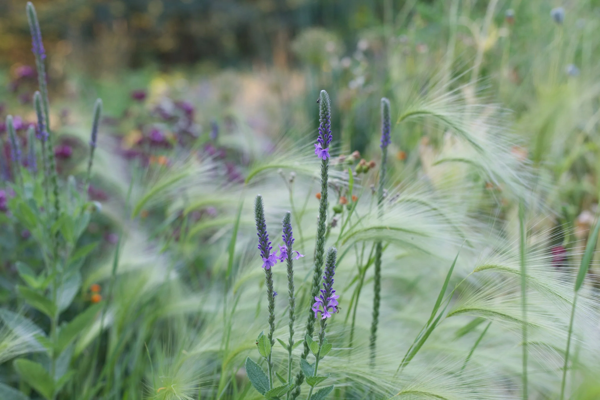 Hoary vervain and Foxtail barely display the understated beauty of native plants.