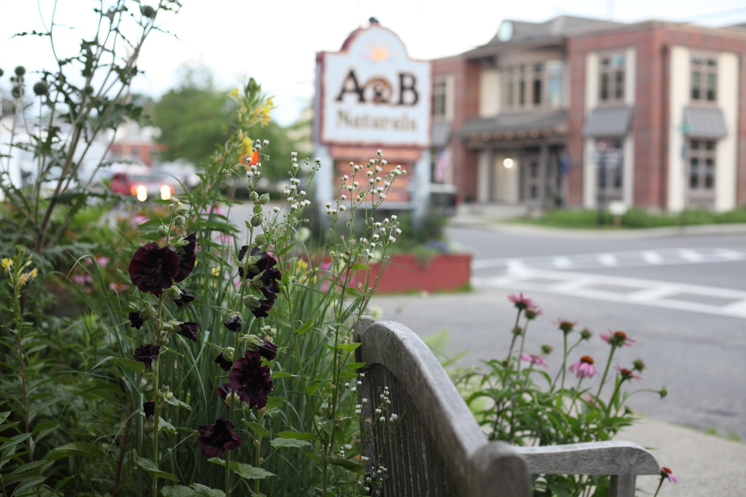 A small pocket of habitat, wildflowers and wonder in downtown Bar Harbor.