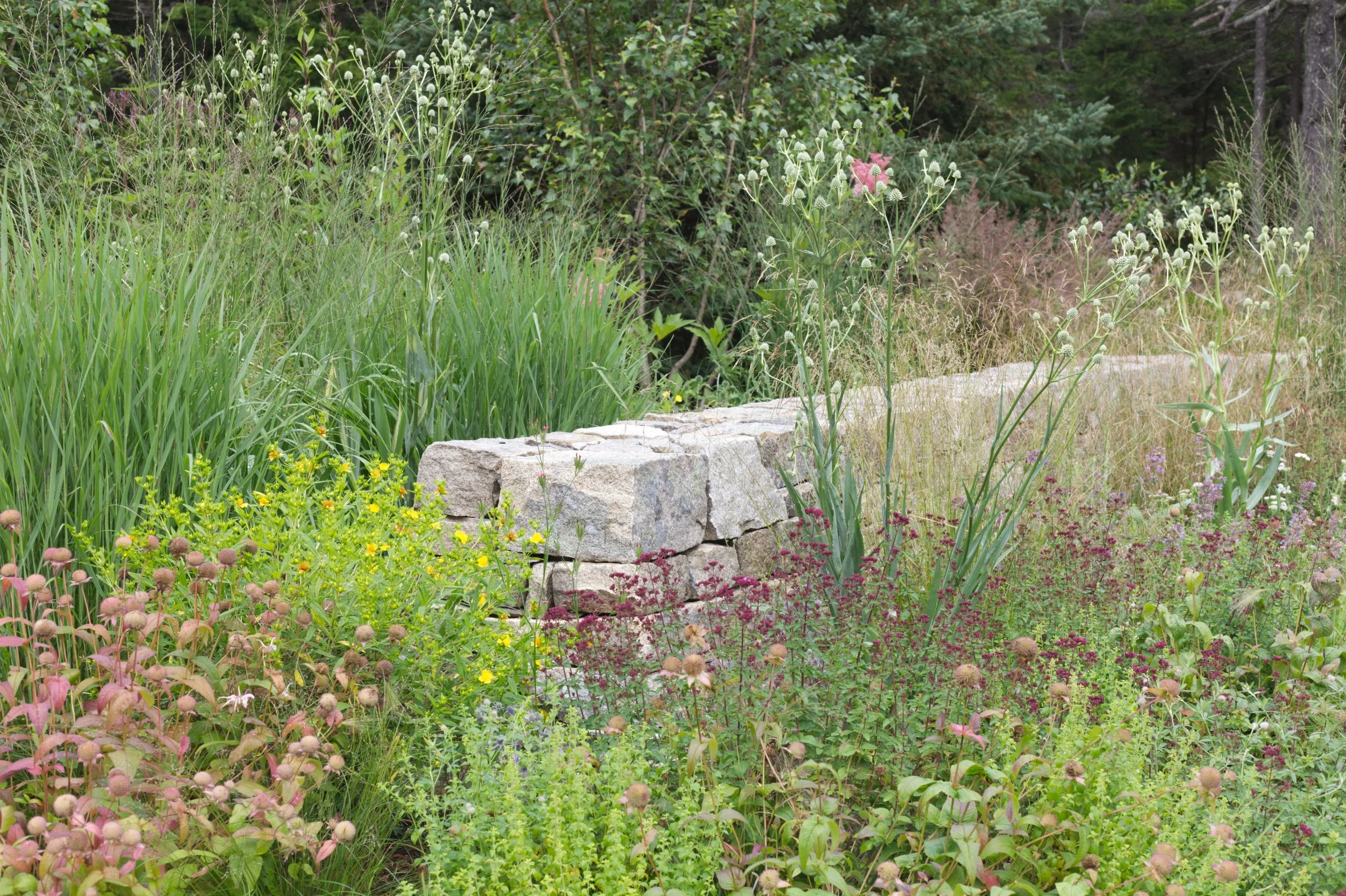 Summer gardens rise and soften the bones of the garden.