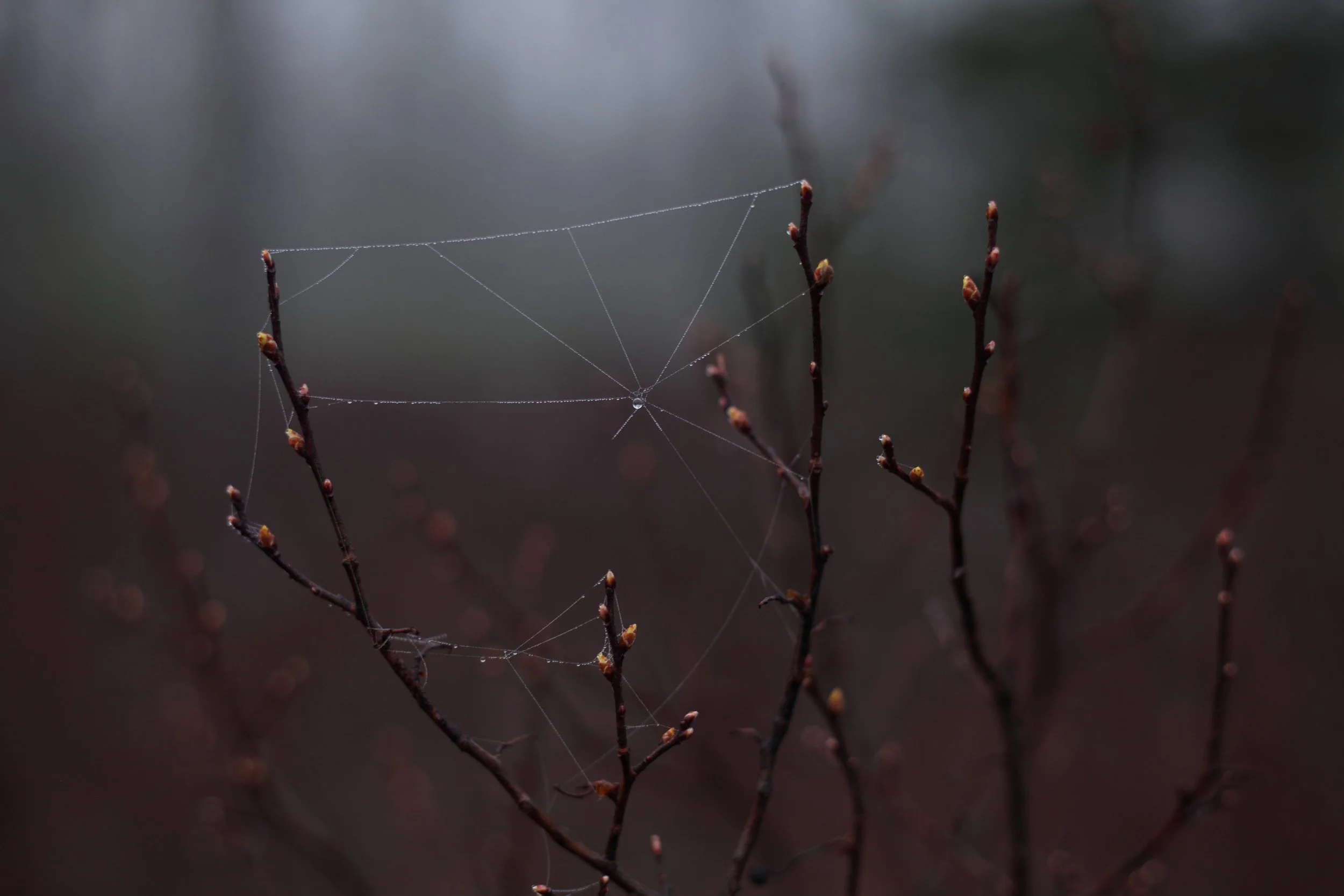 Morning spider web between the swelling buds of Black huckleberry in early spring. 