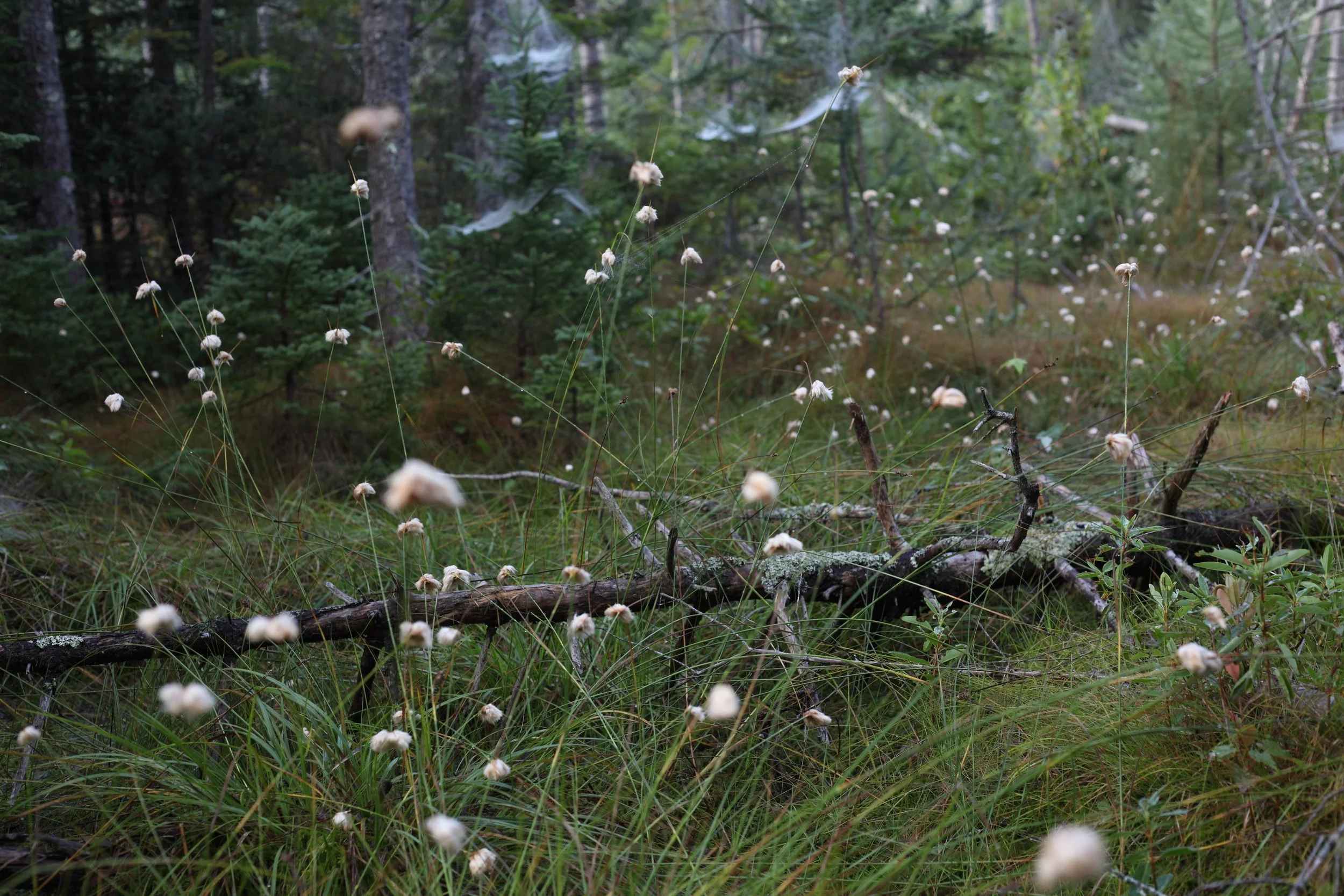 The floating, airy seed heads of Tawny cottonsedge (Eriophorum virginicum) in a swamp. 