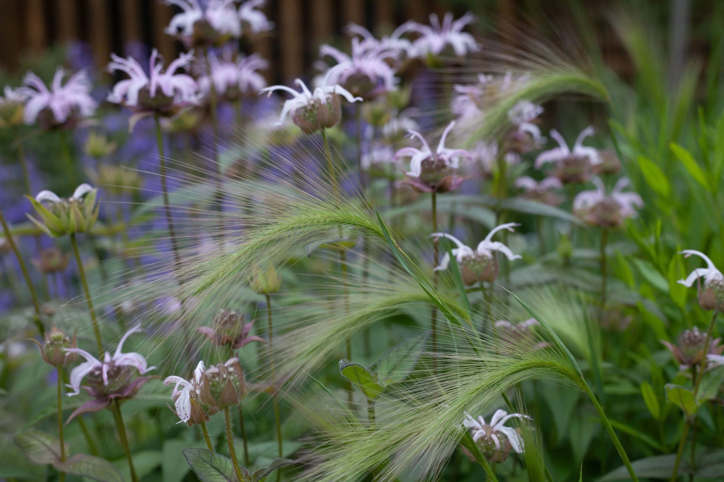 Eastern beebalm and Foxtail barley. 