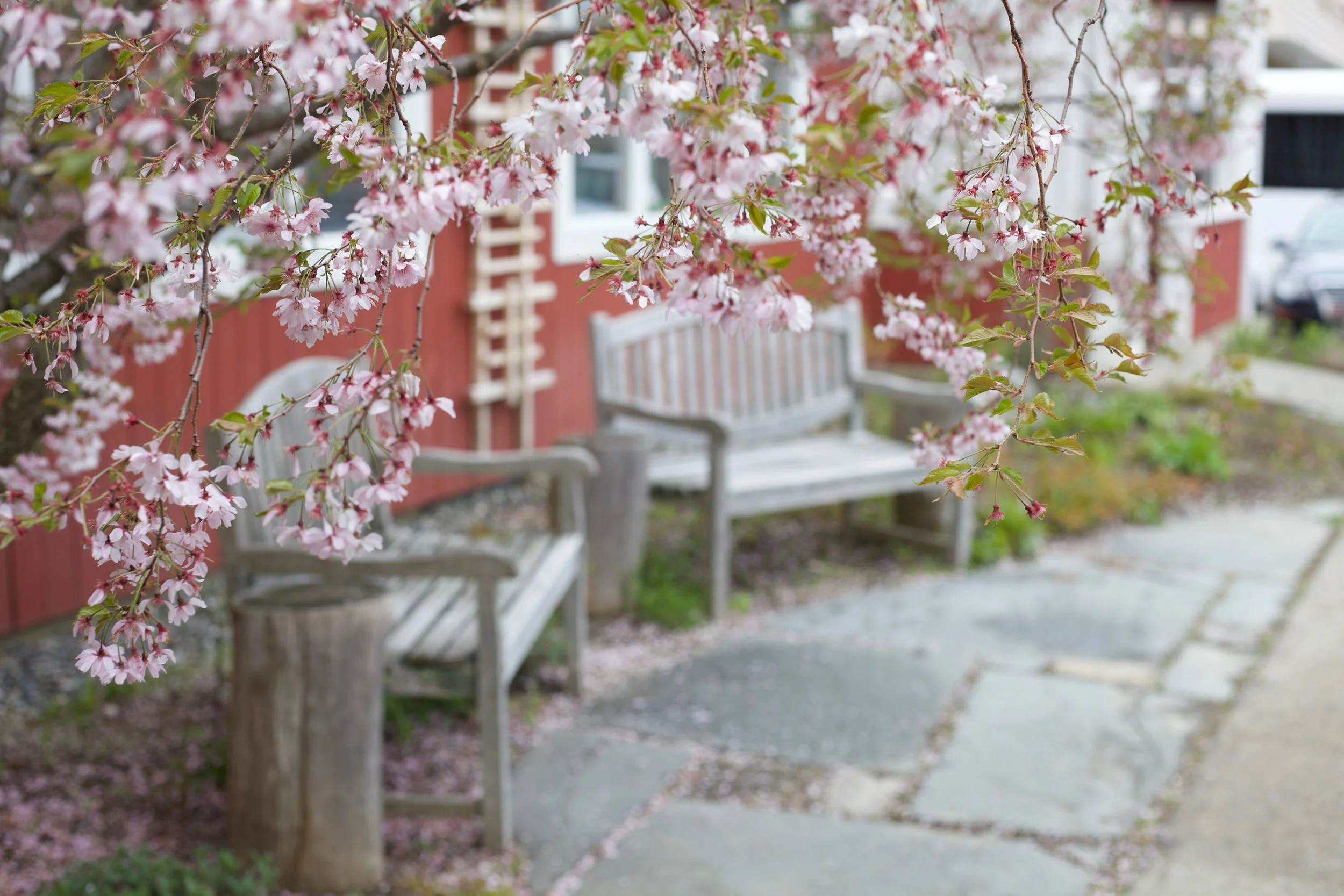 Spring Cherry blossoms raining on the wooden benches at A & B Naturals.