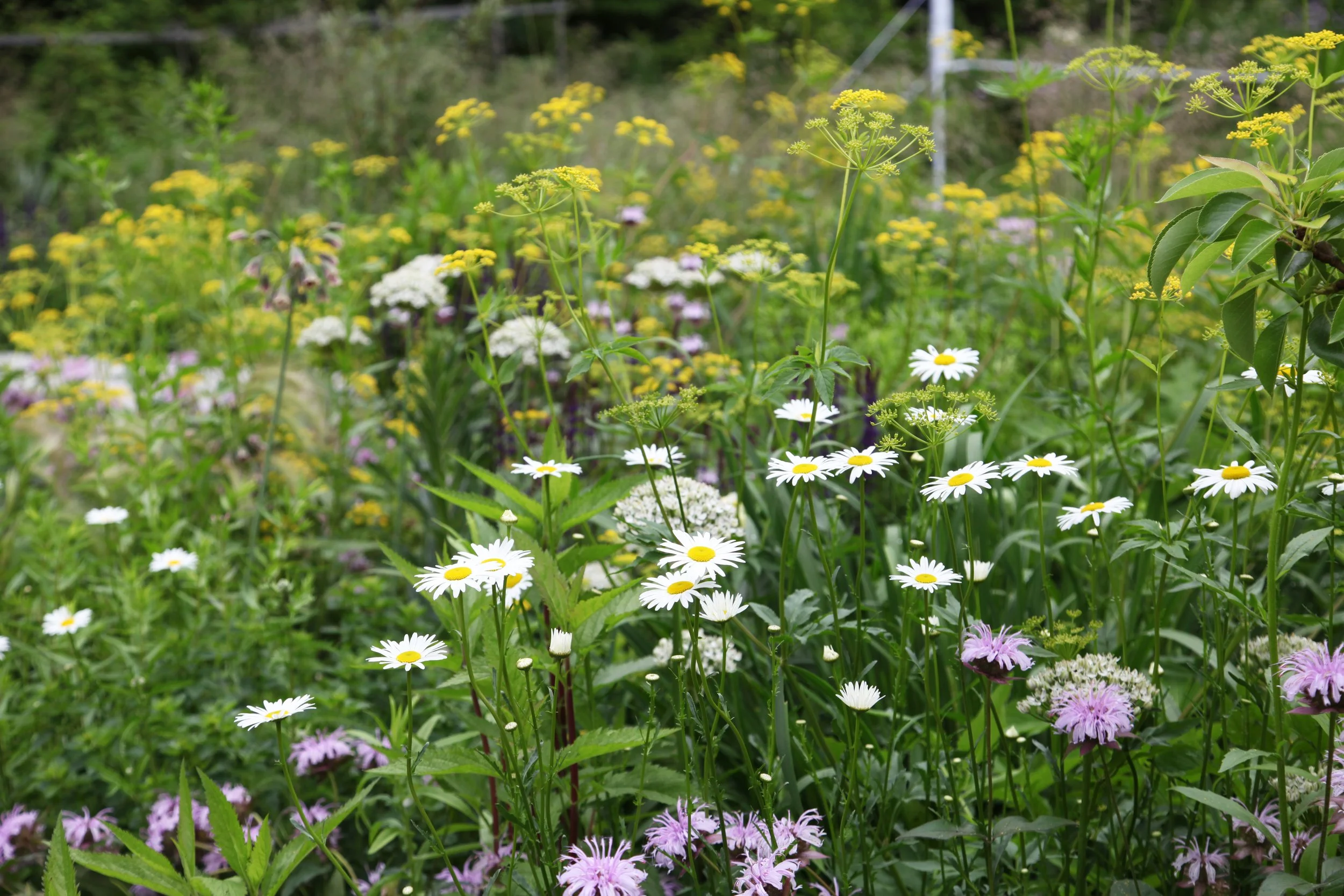 The exuberance of the June garden. 