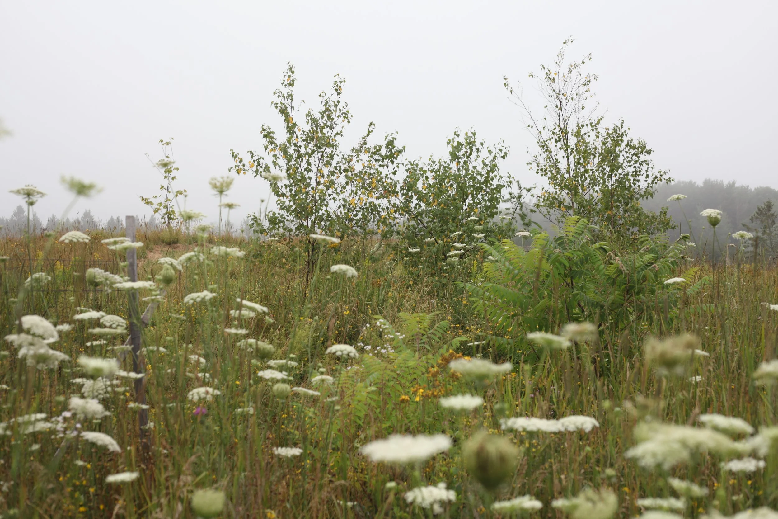 Natural meadow succession plant community with Queen Ann’s Lace and Gray Birch. 