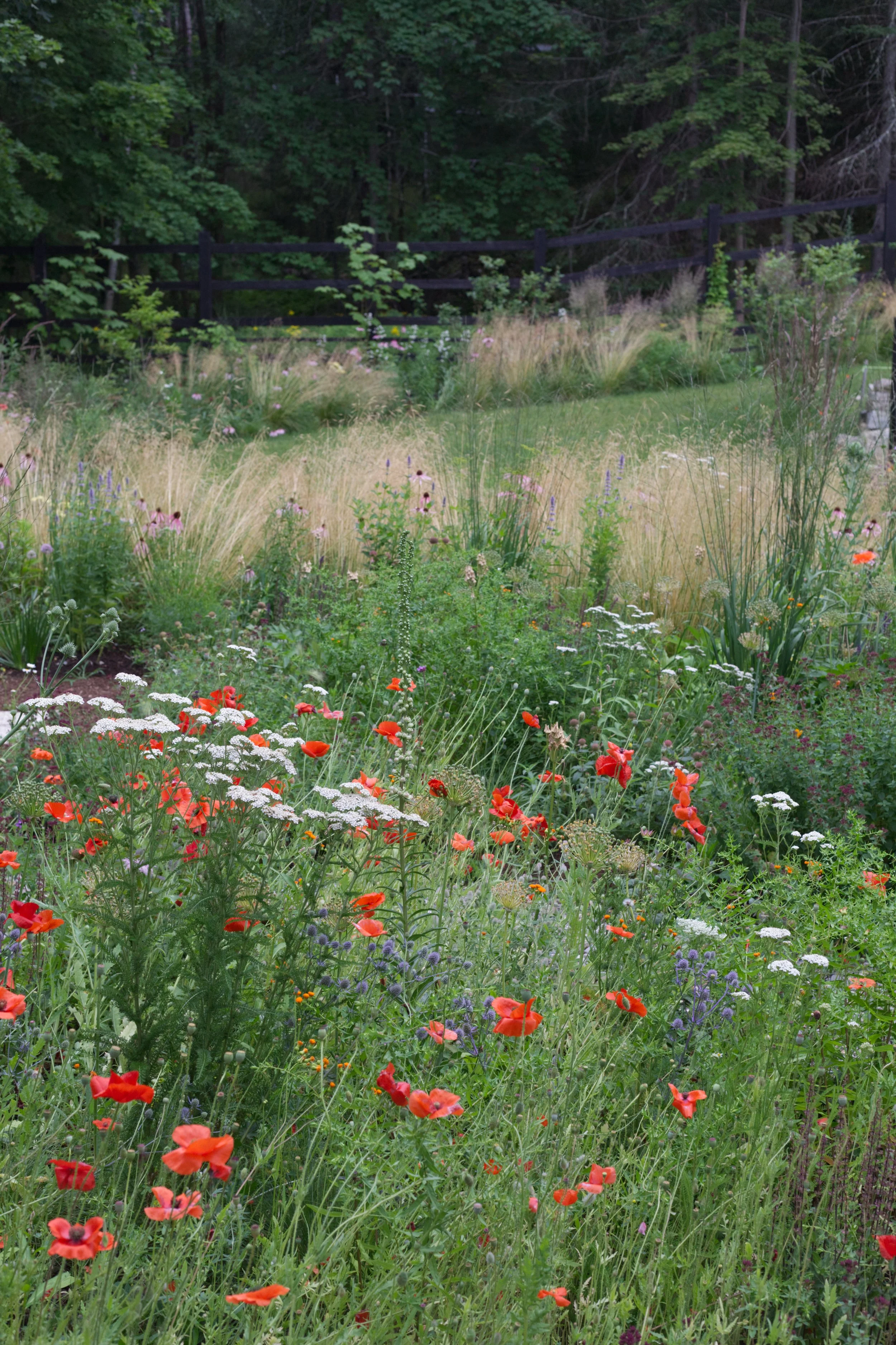 First year of the planting with annual red Poppies. 