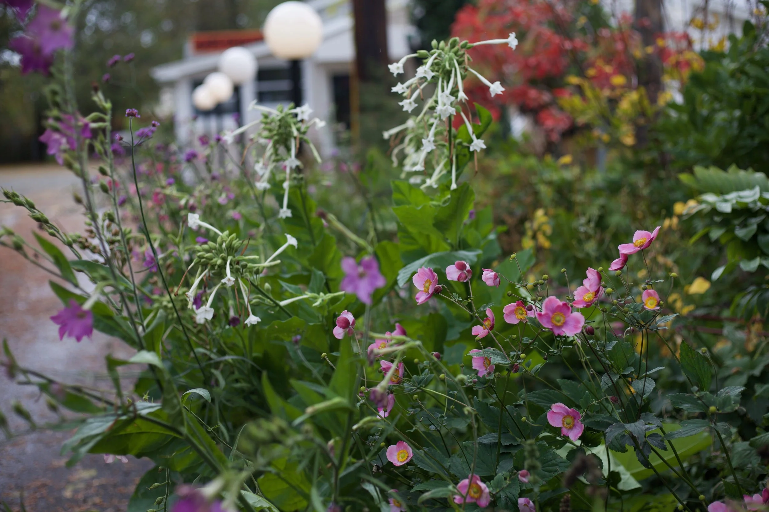 Autumn colors in the mixed plantings at the Cafe This Way garden. White Nicotiana and pink Anemone.