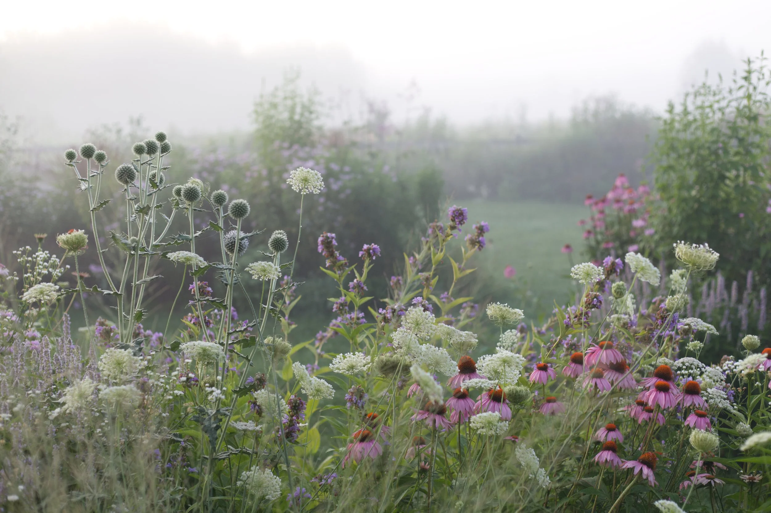 Enchanted space as the morning fog lifts off the gardens.