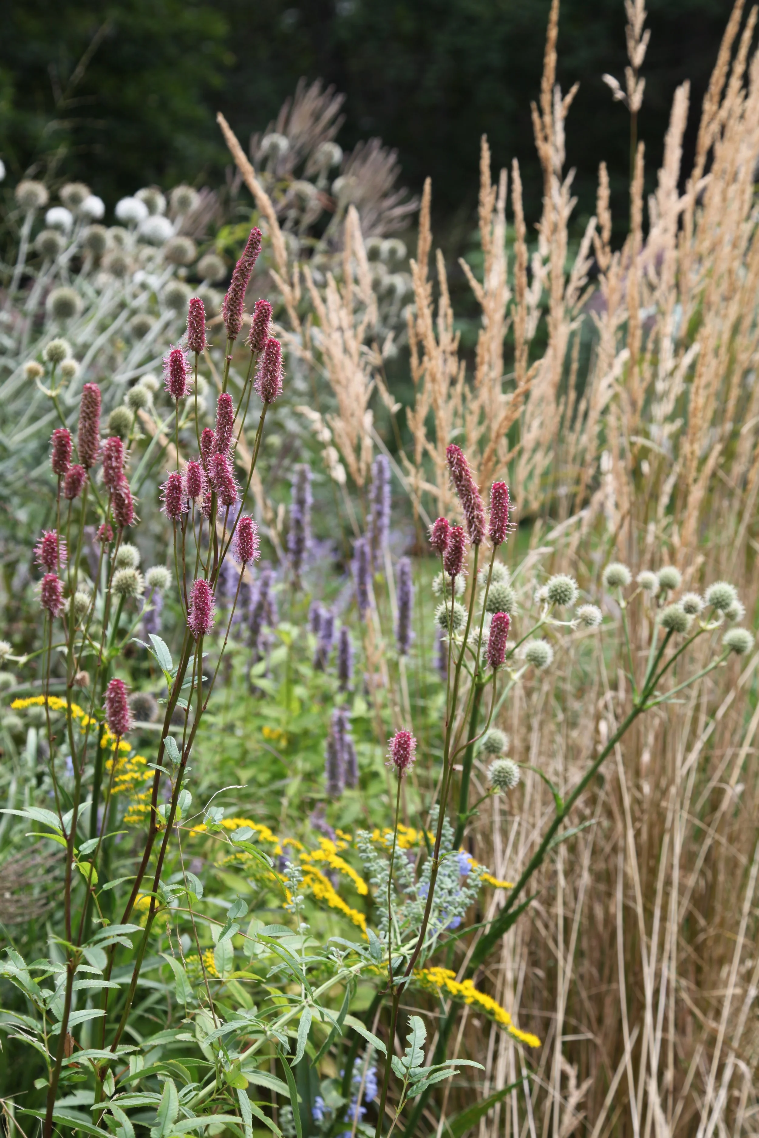 Late summer perennials including Sanguisorba, Solidago, Eryngium and Echinops. 