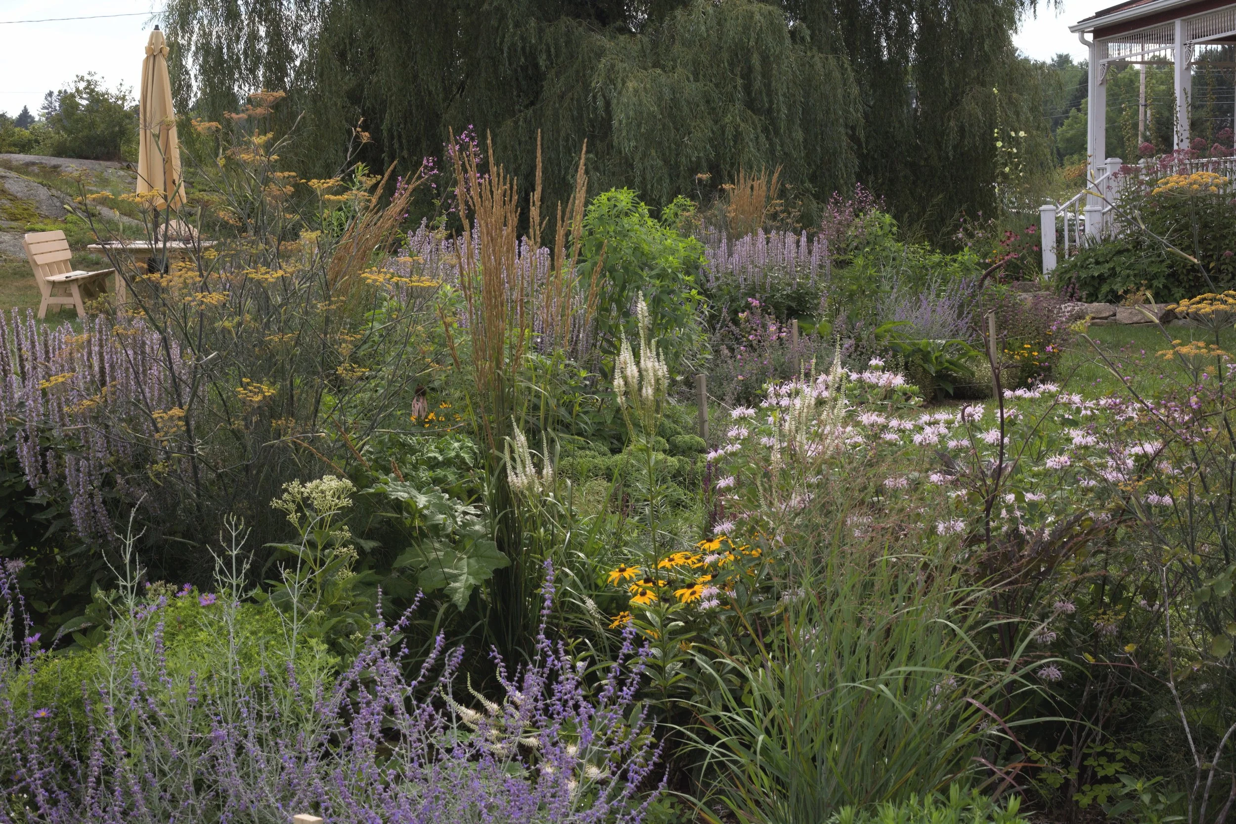 Mixed perennial plantings enliven the backyard with a succession of interesting forms, textures and colors throughout the seasons.