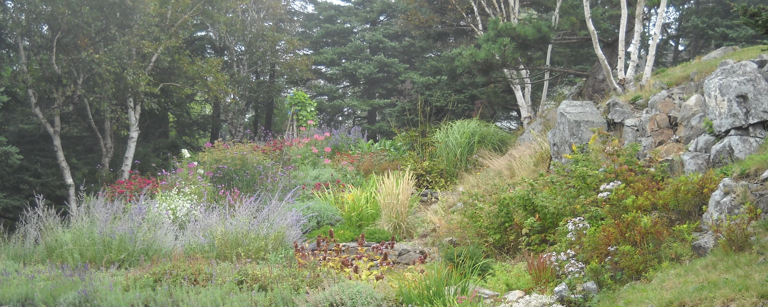 A terraced seaside garden full of robust perennials and grasses. At the woodland edge these plantings are complimented by existing birch trees and ledge outcroppings in this very exposed garden.
