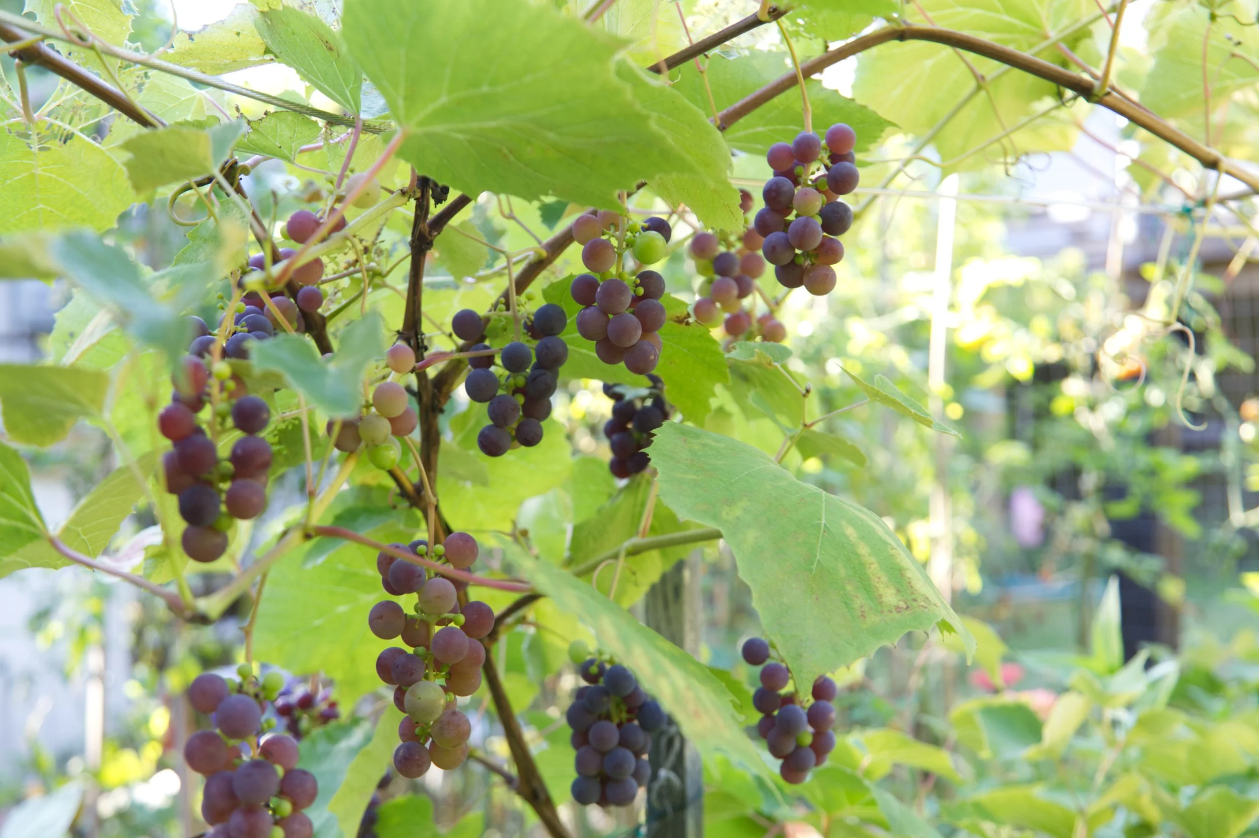 Pruned grape vines and trellis give structure in the garden and provide late summer delight. 