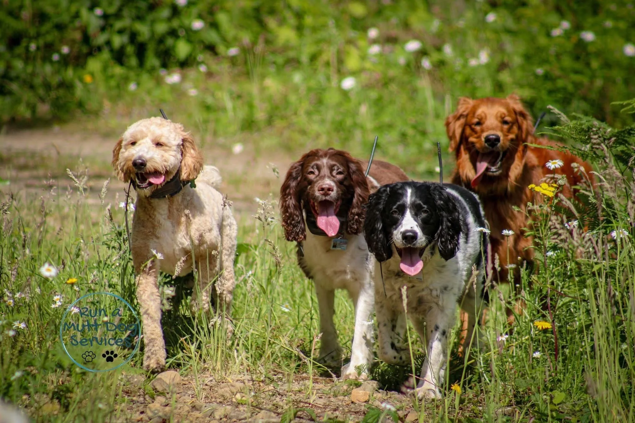 Four dogs walking on a grassy trail in a lush green field with small white and yellow flowers. The logo of 'Run a Multi Dog Service' is visible in the bottom left corner.