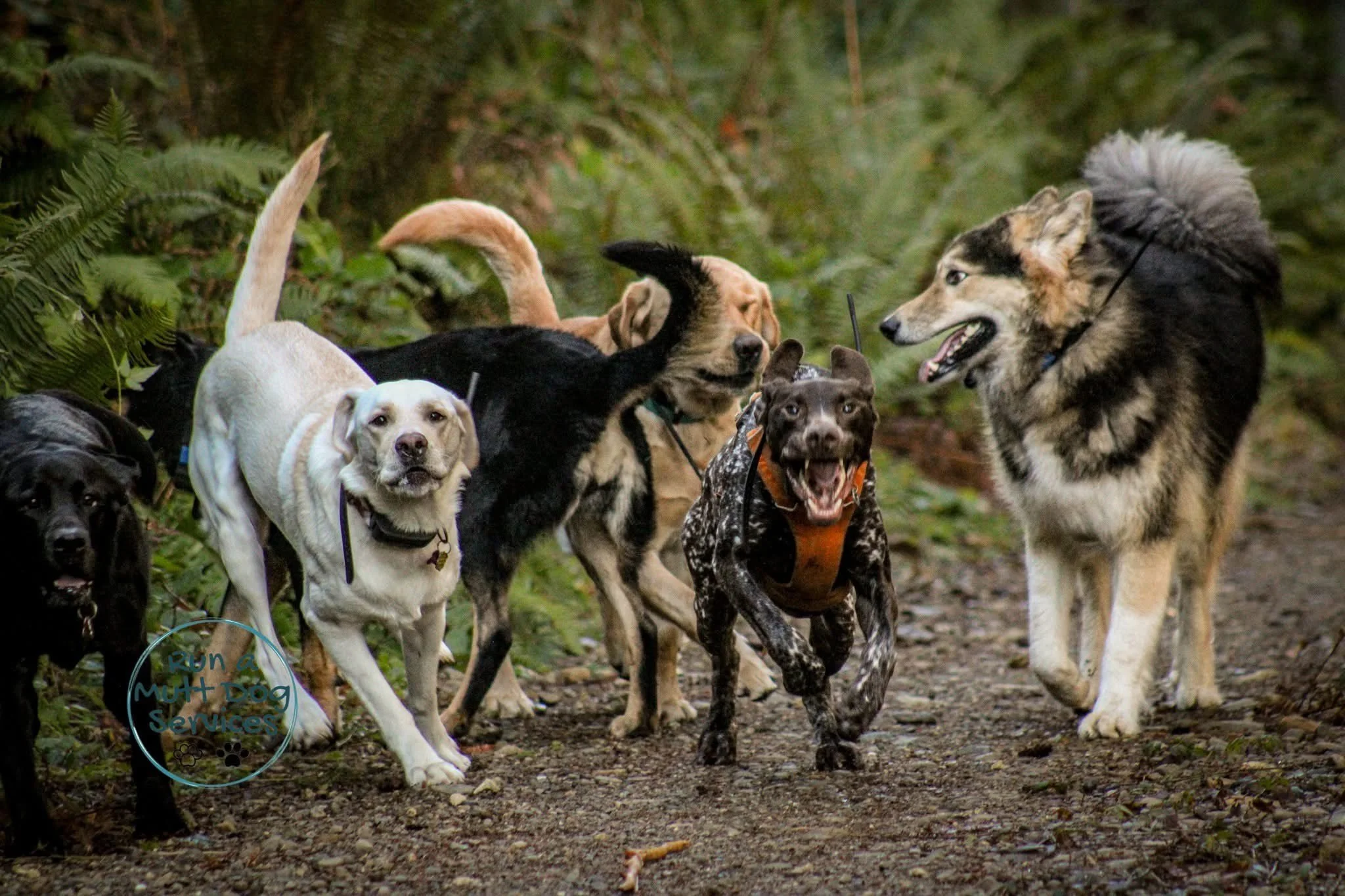 Group of dogs on a trail in a forest, including a Husky, Labrador, and various mixed breeds, some wearing harnesses.
