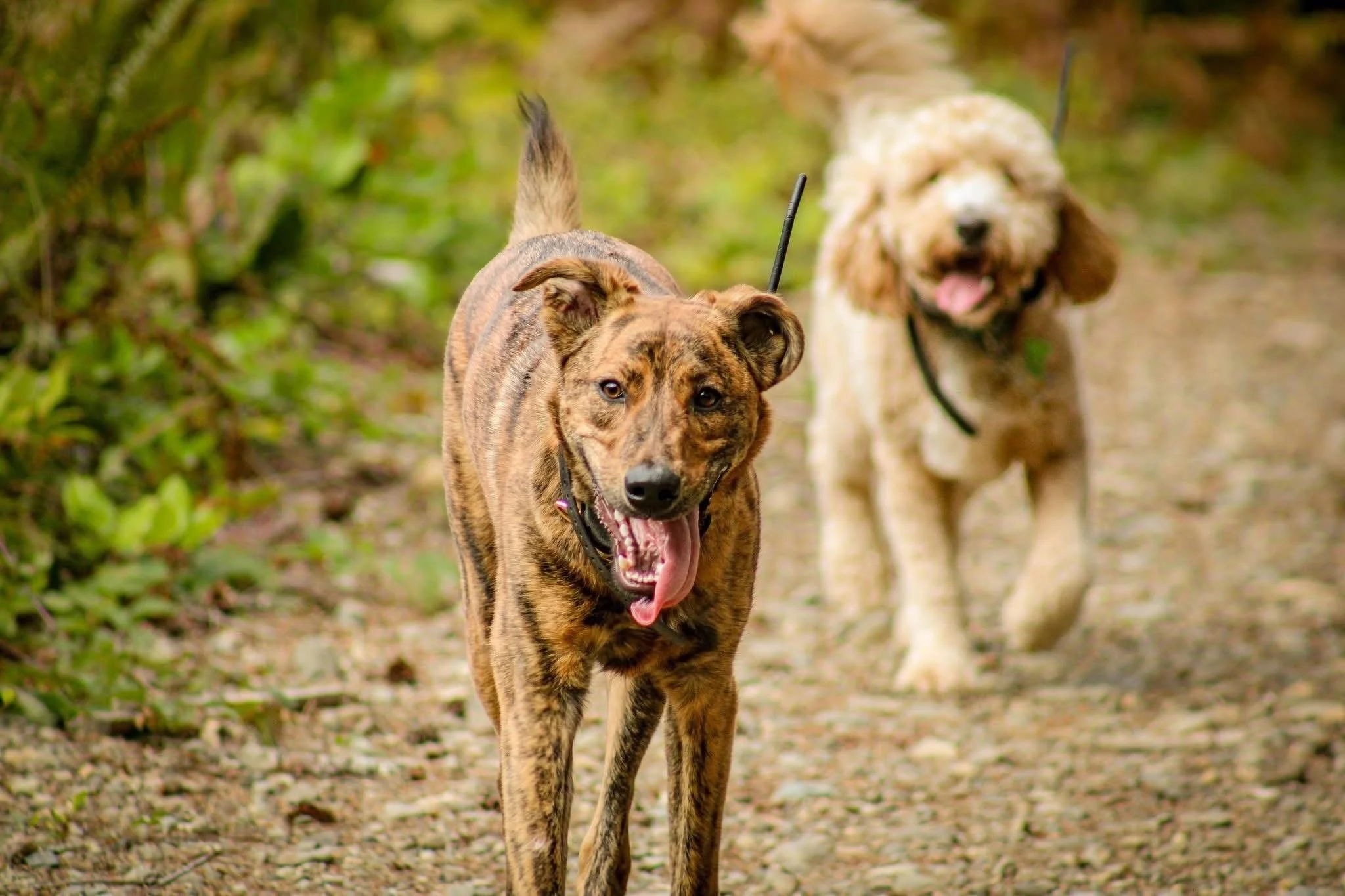 Two dogs walking on a trail in a wooded area, one in the foreground with a brindle coat and the other in the background with a fluffy cream-colored coat.