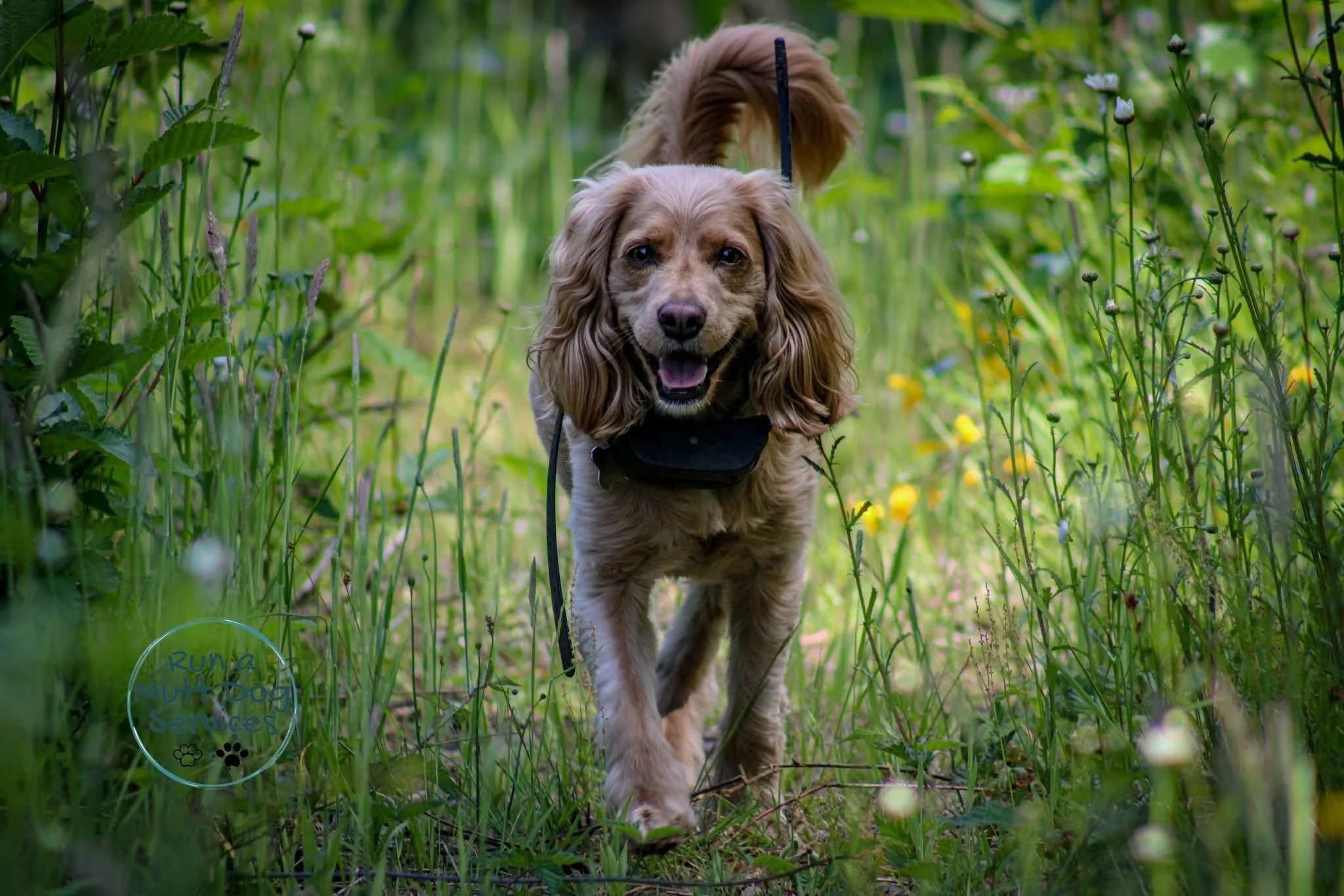 A happy Cocker Spaniel dog walking through a grassy path surrounded by wildflowers.