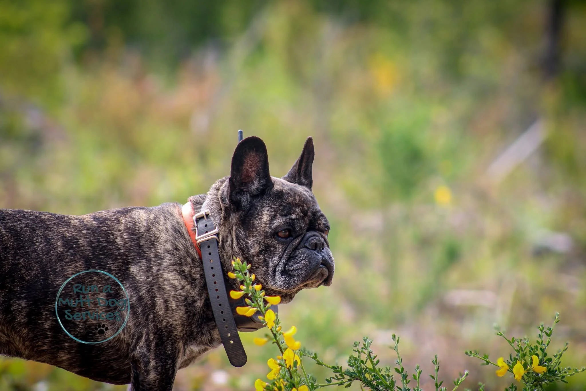 A brindle French Bulldog with a black collar outdoors among green and yellow plants, with a logo on its side reading 'Run a Mutt Dog Service.'