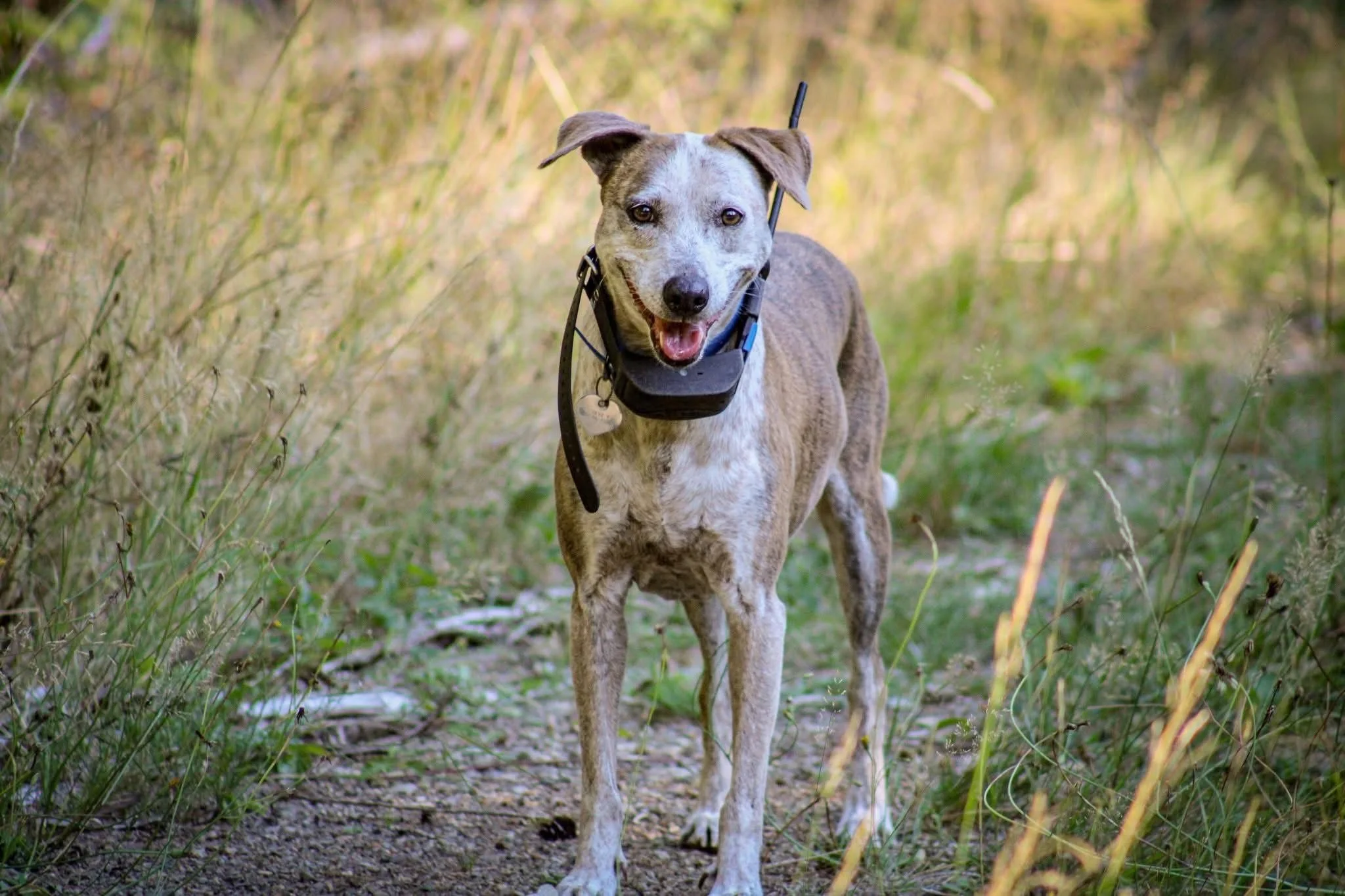 A happy dog with a brindle coat walking on a forest trail, wearing a harness and a GPS tracker.
