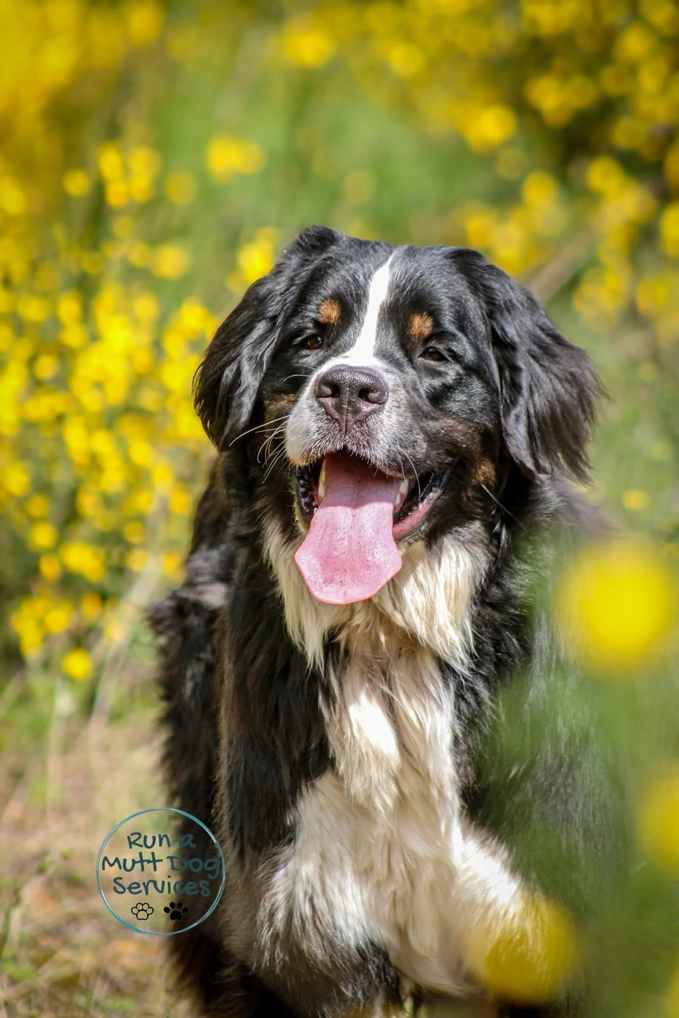 Happy Australian Shepherd dog in a field of yellow flowers.