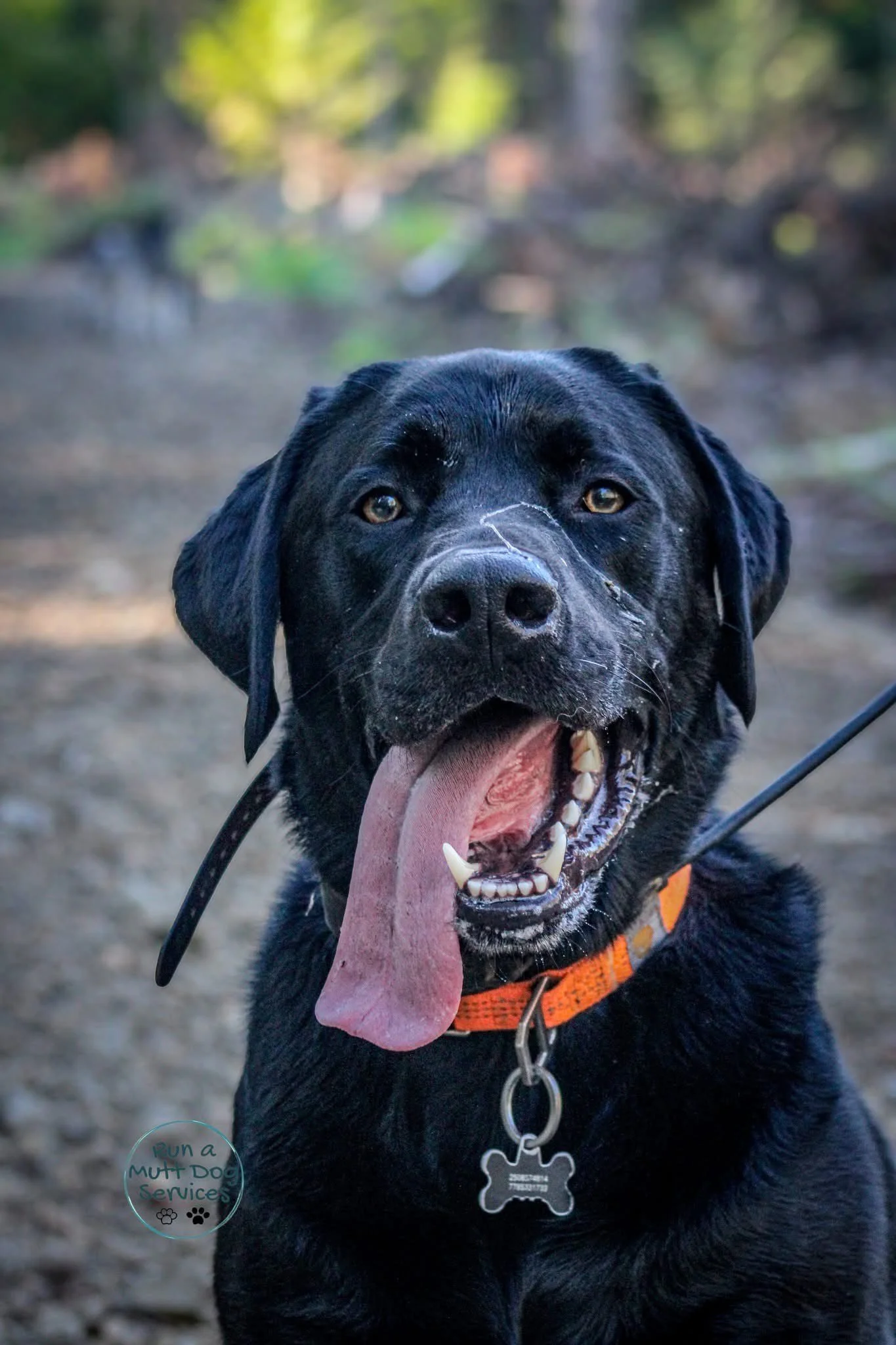 A happy black Labrador retriever with a long tongue hanging out, wearing an orange collar, outdoors on a dirt path with a blurred forest background.