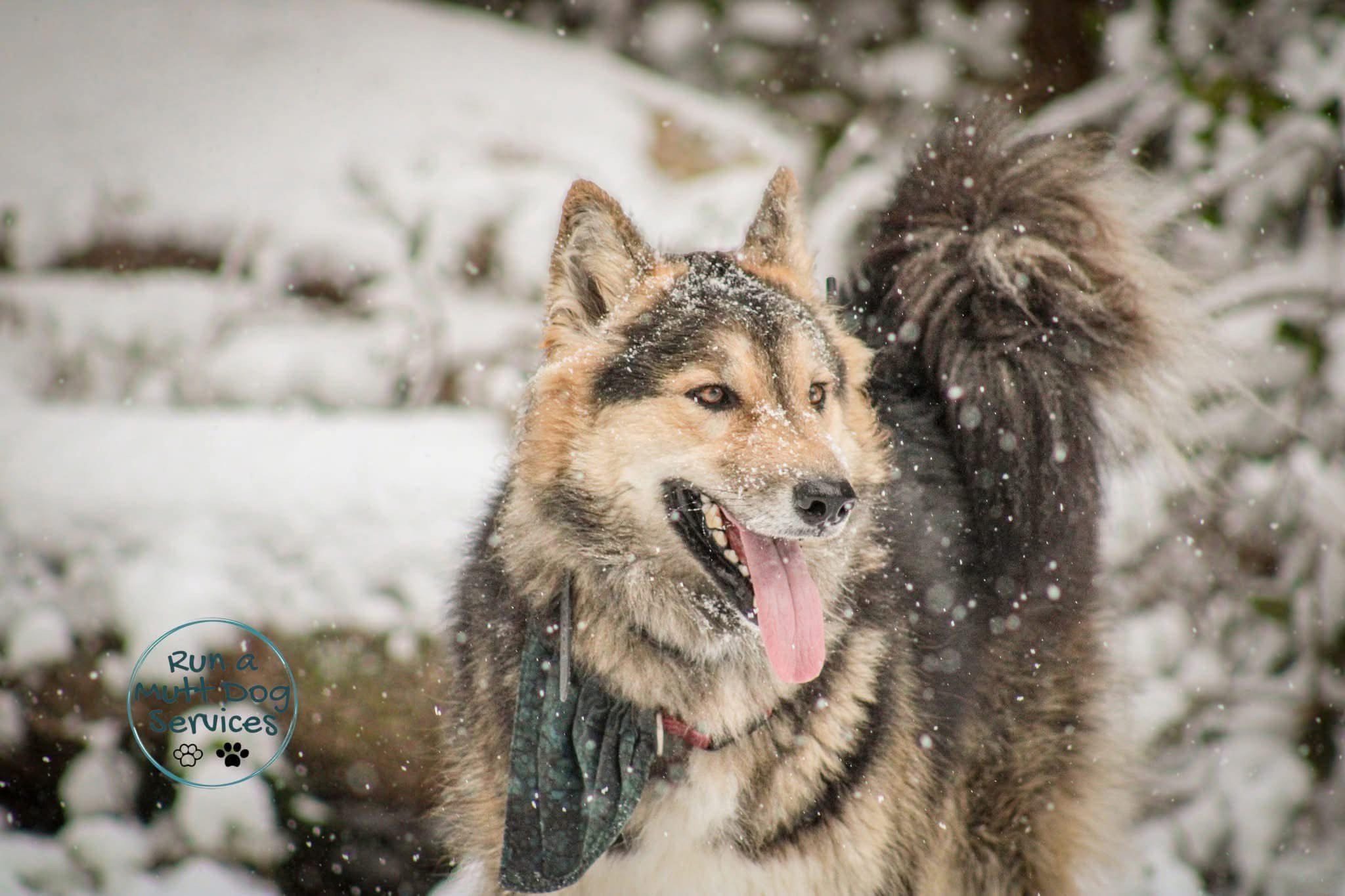 A happy, furry dog with a thick coat, possibly a Husky or Malamute, standing in the snow with snow on its face and fur, outdoors with snow-covered bushes in the background. The dog is panting with its tongue out.