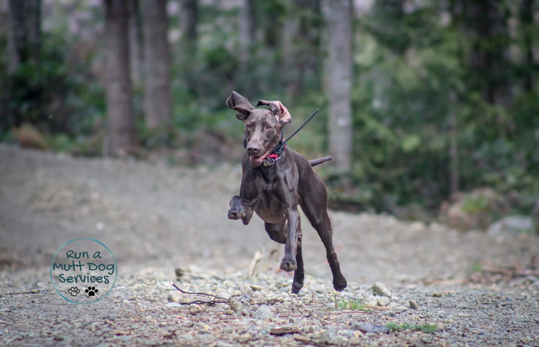 A black Mocha dog running through a dirt and rock trail in a forest, with a background of trees and green foliage, and a logo in the lower left corner that reads "Run a Mutt Dog Services" with paw print icons.