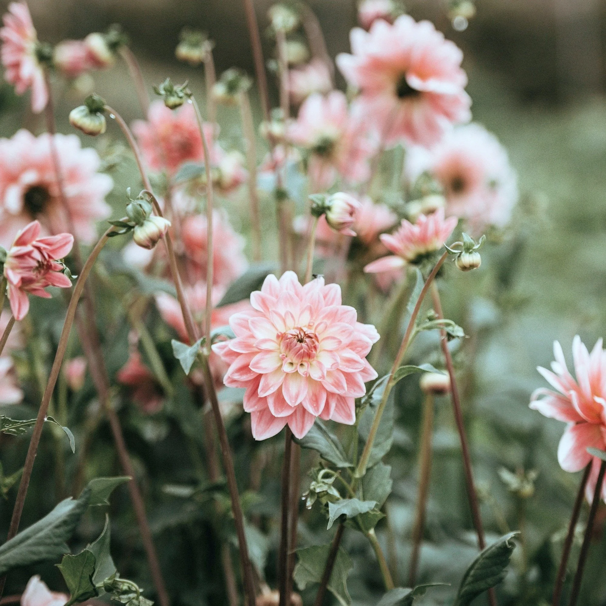 A field of fully-bloomed pink and white dahlias.