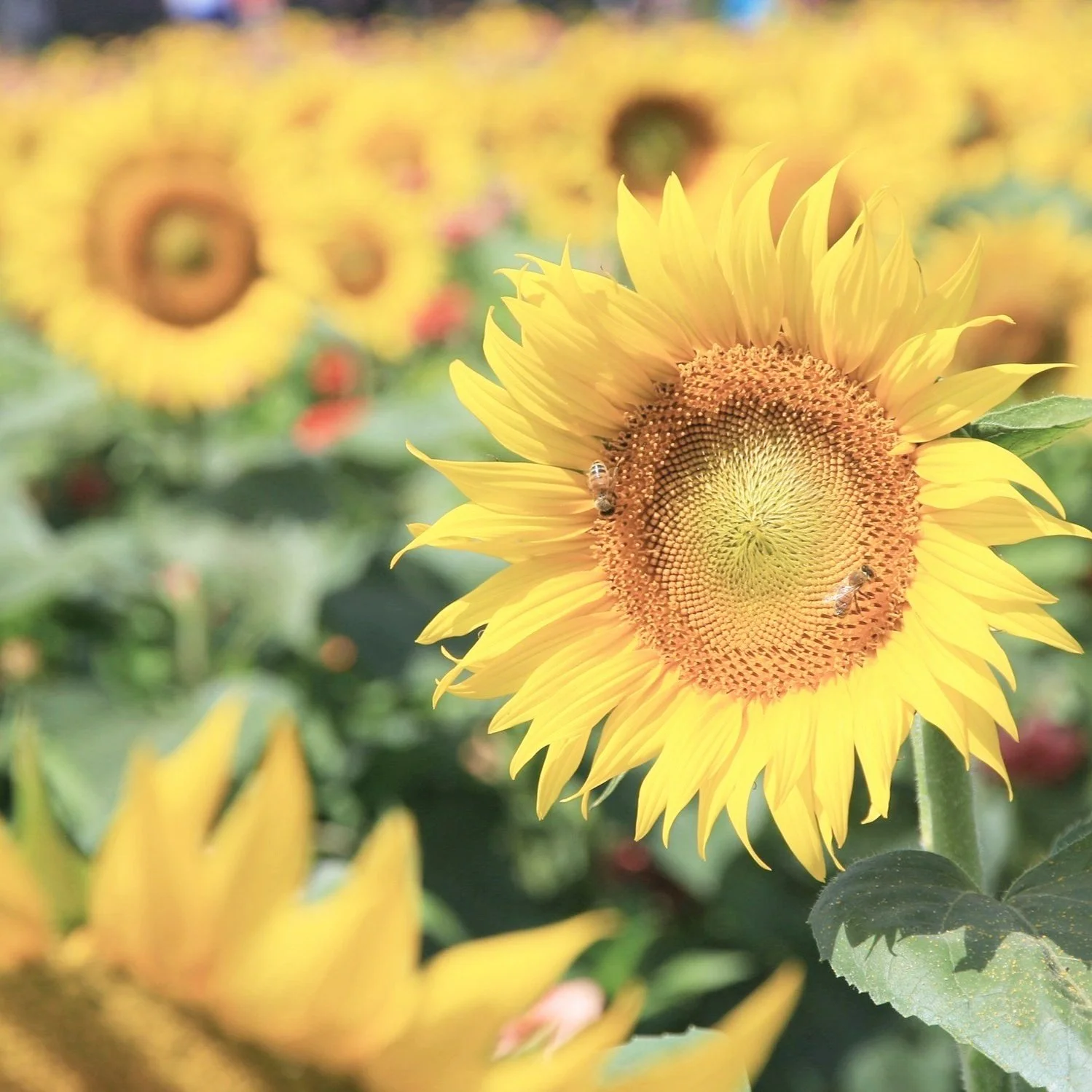A field of yellow sunflowers.