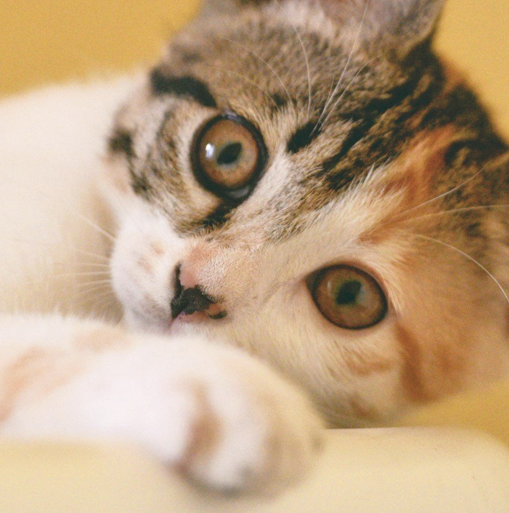 Close-up of a kitten's face on yellow background