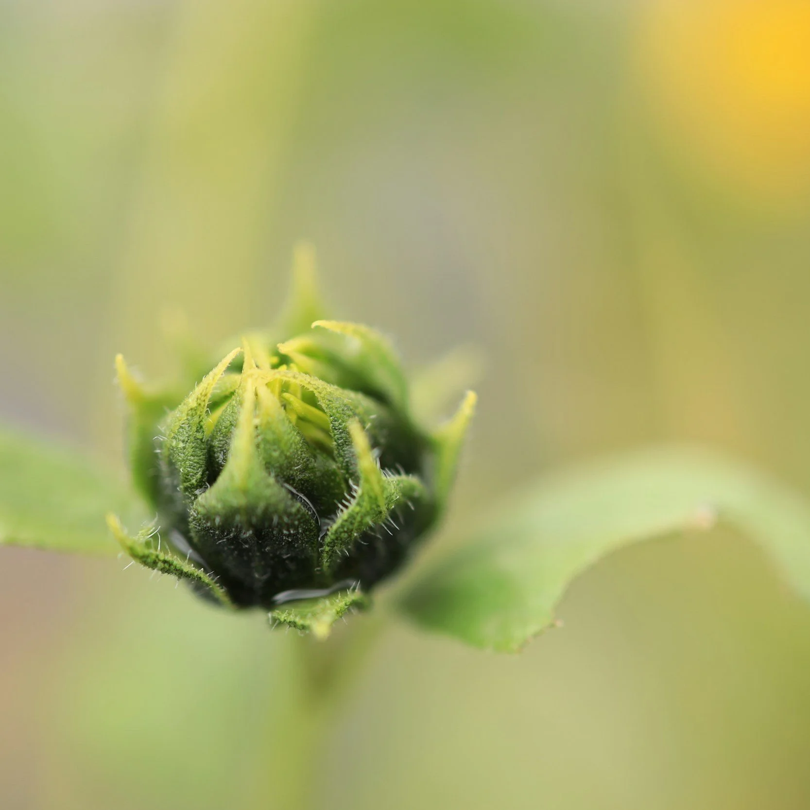 A sunflower bud, still closed.