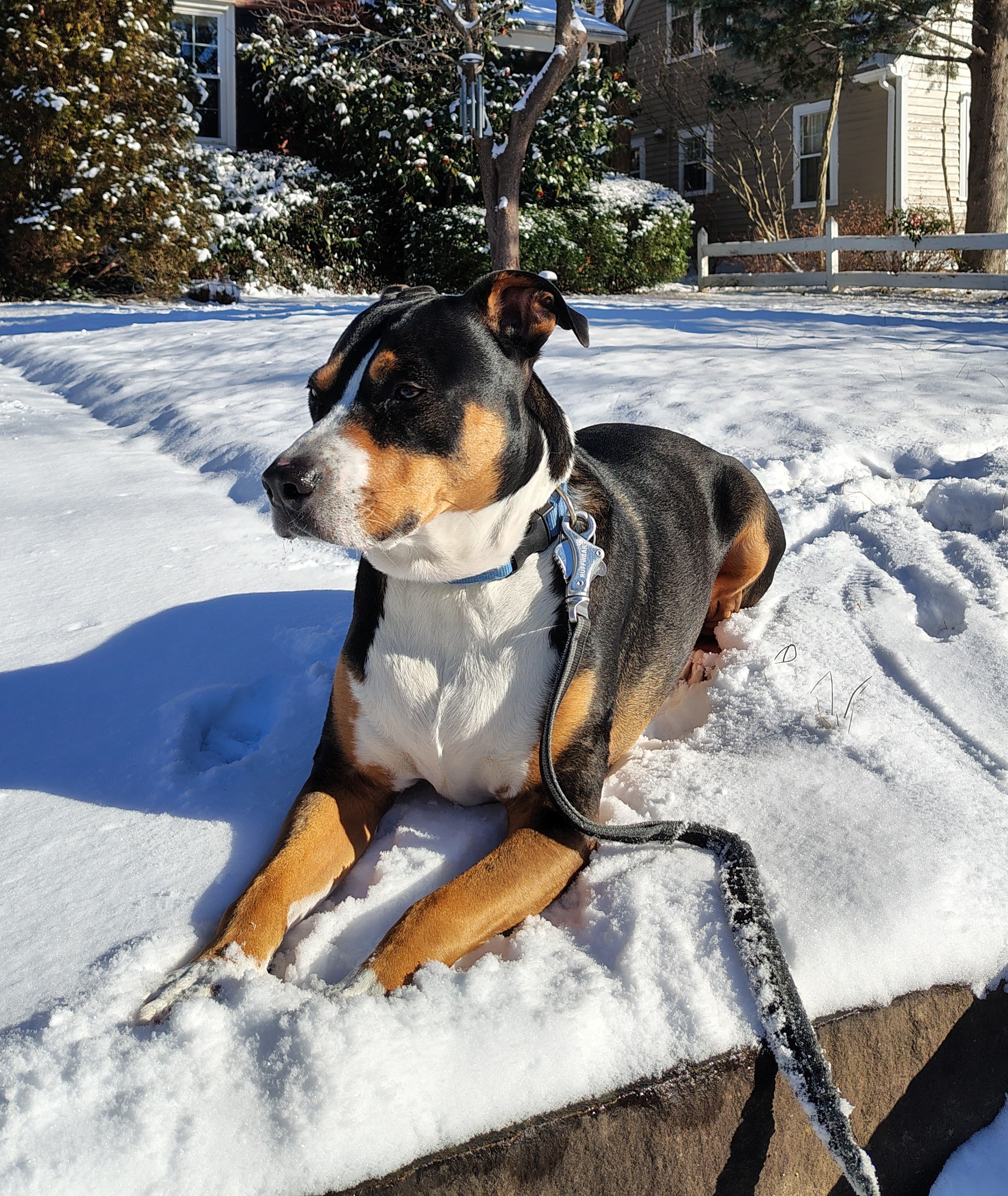 Photo of Laura's dog "Rocket" laying in the snow.