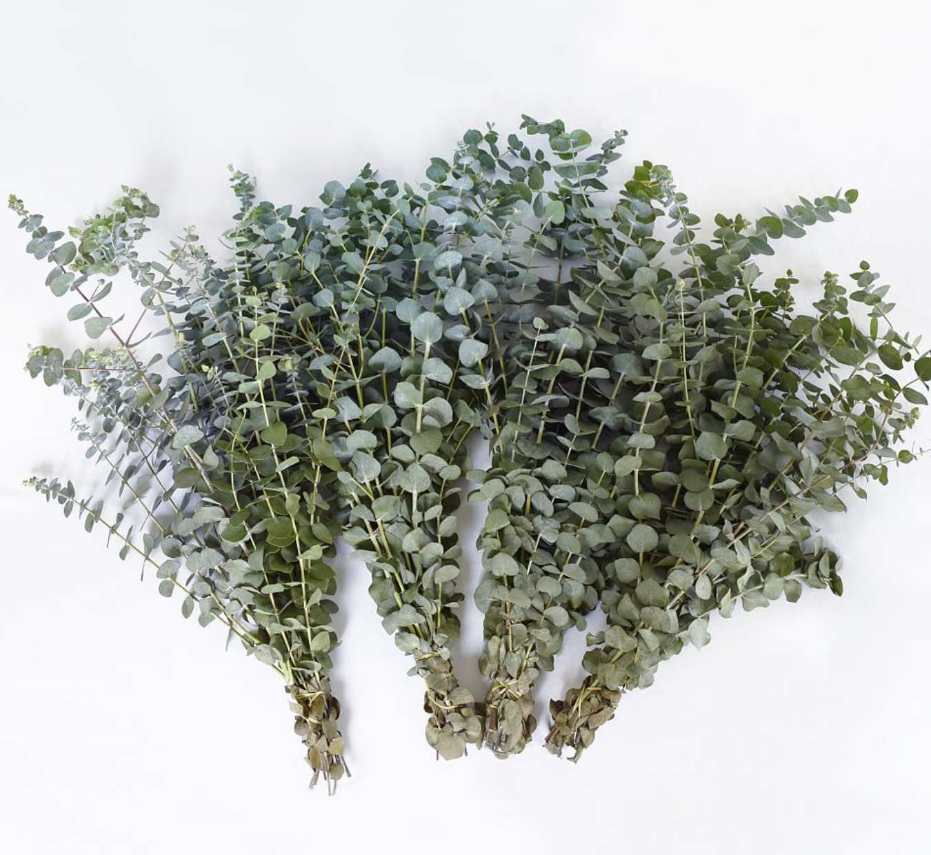 Collection of green eucalyptus sprigs on a white background.