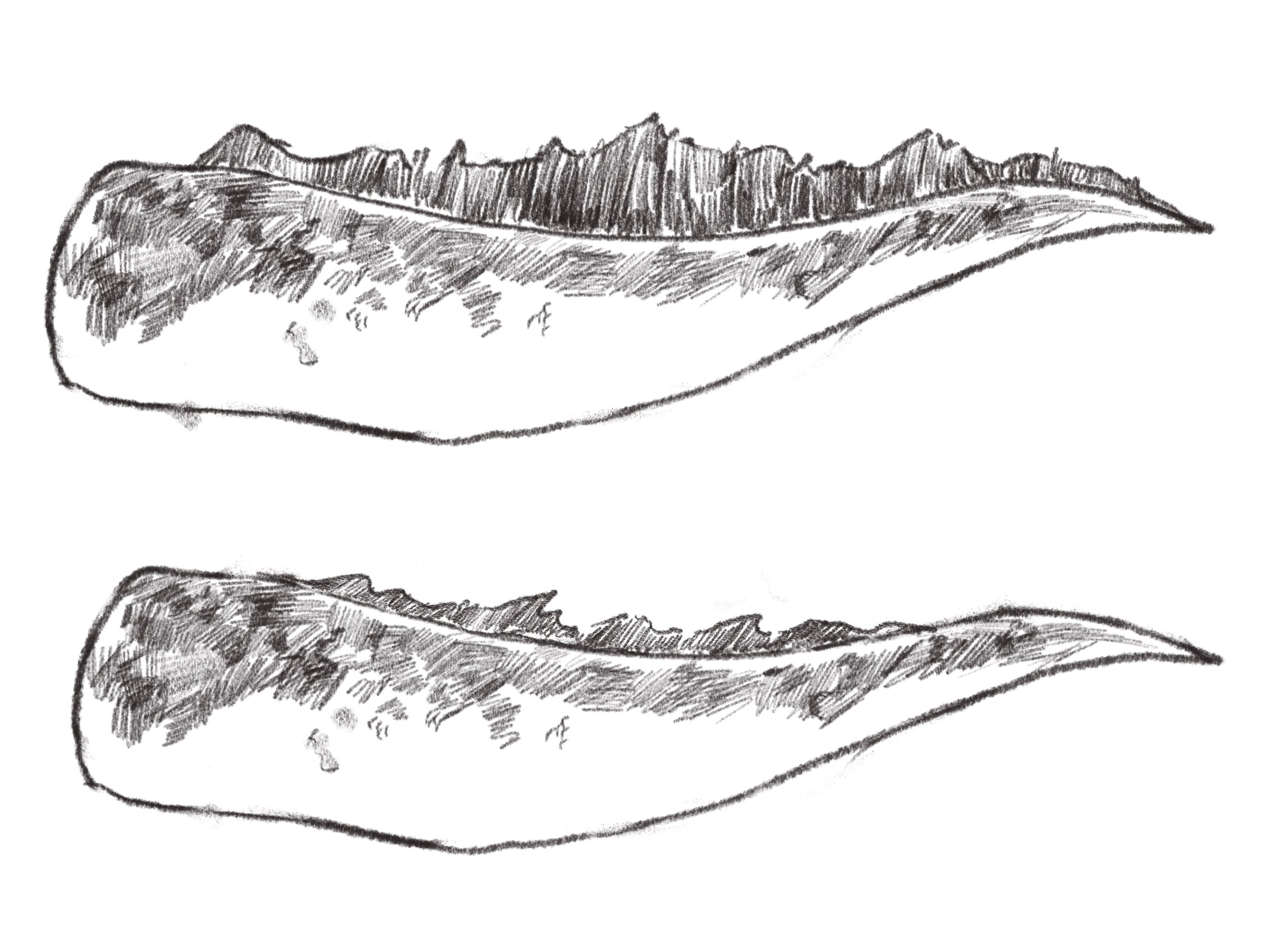 Tail Concept Sketches, 2026