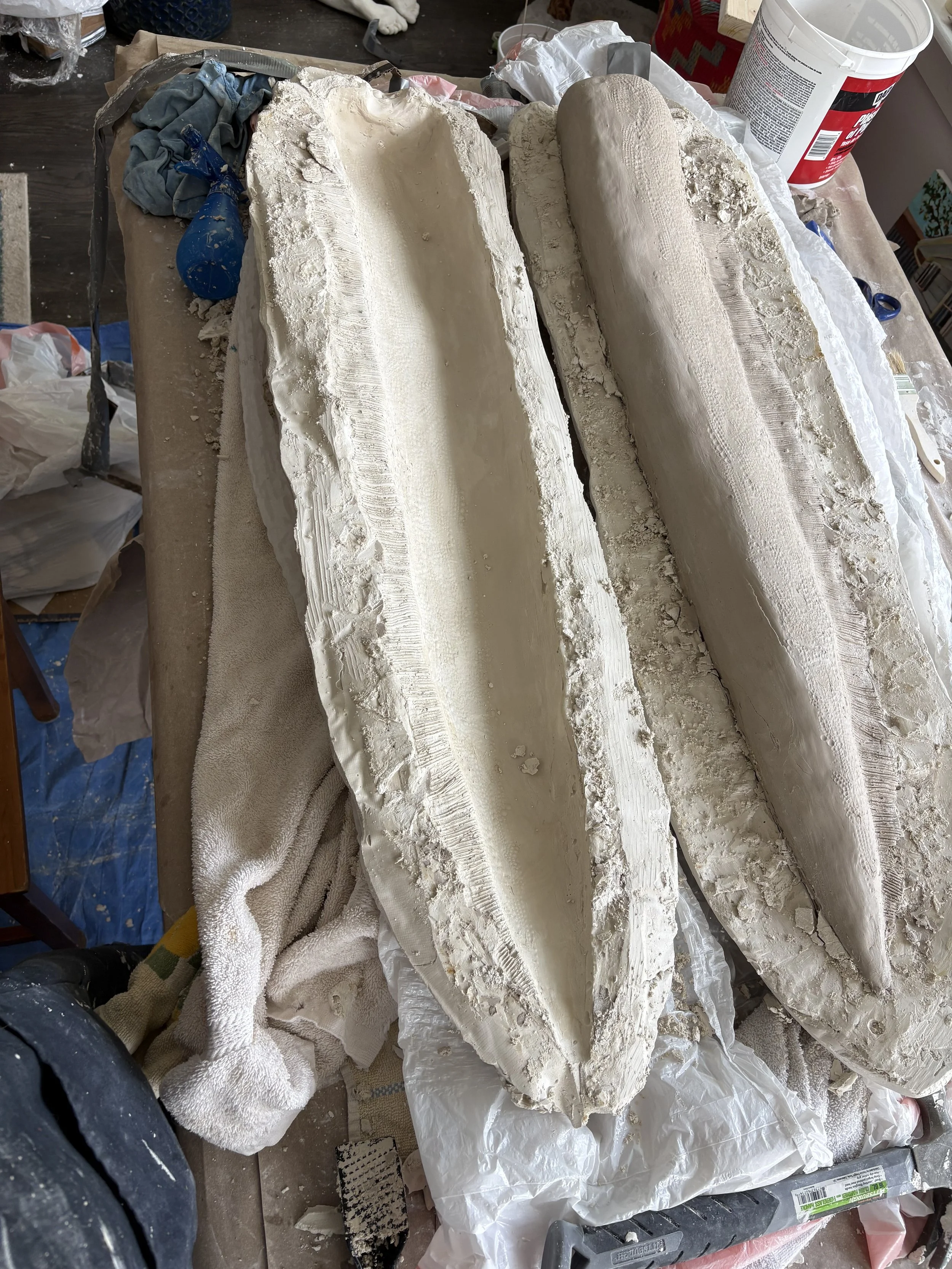Tail Plaster Cast