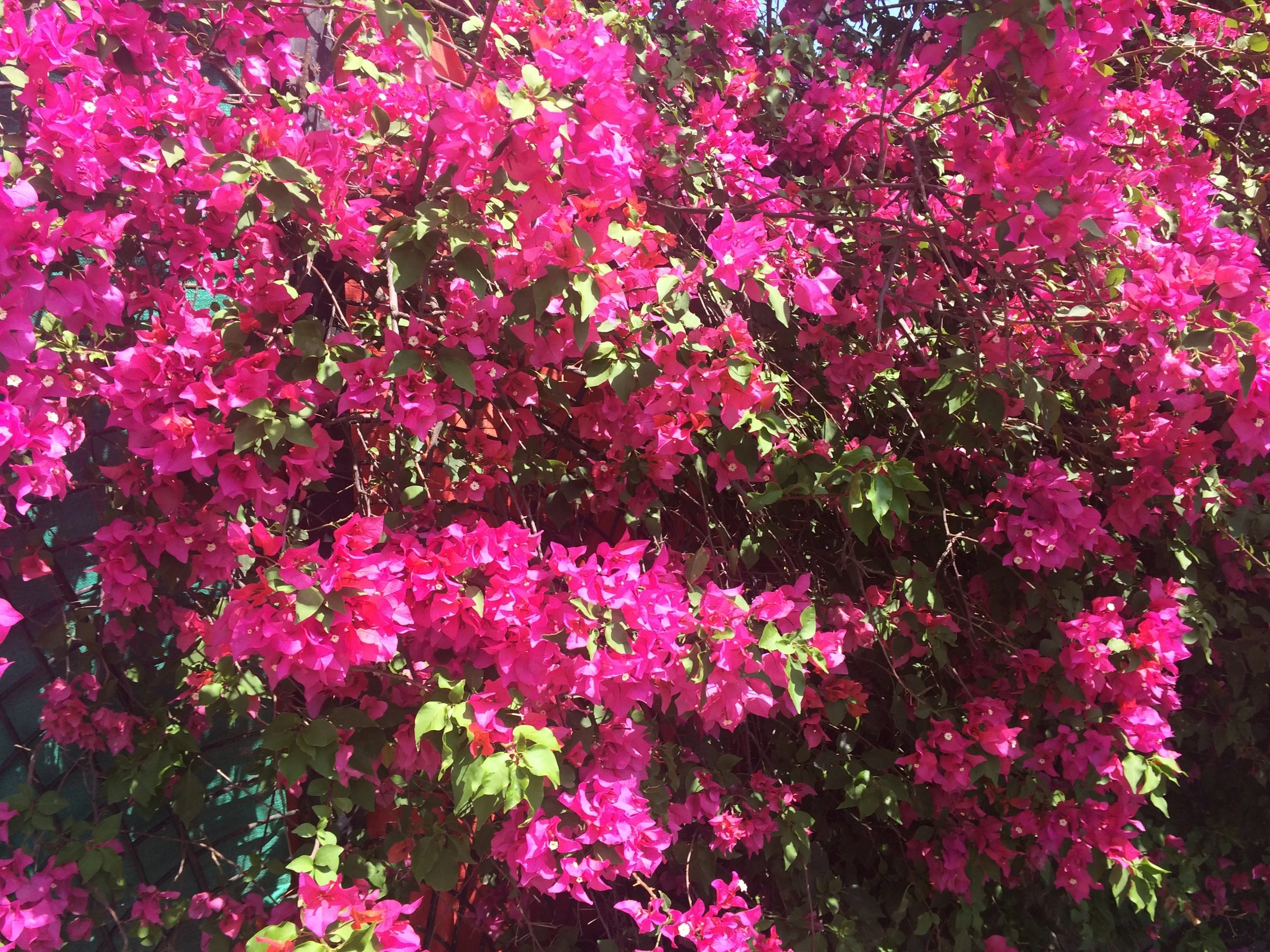Bright pink bougainvillea flowers with green leaves and some branches visible.