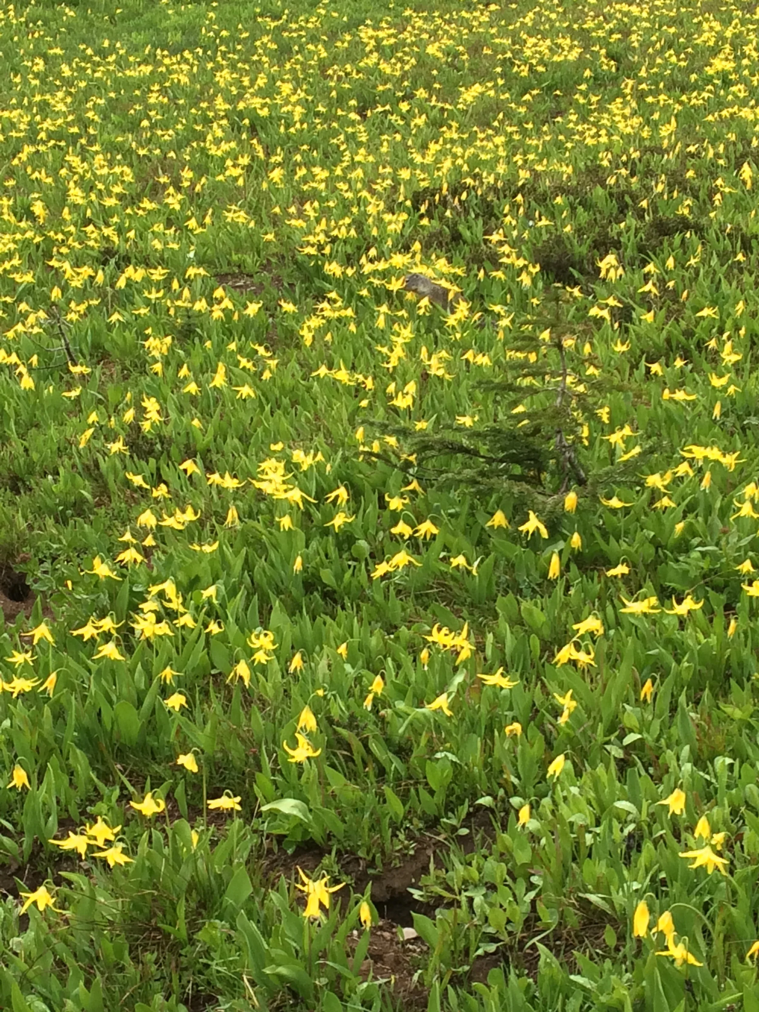 Field filled with small yellow flowers and green grass.