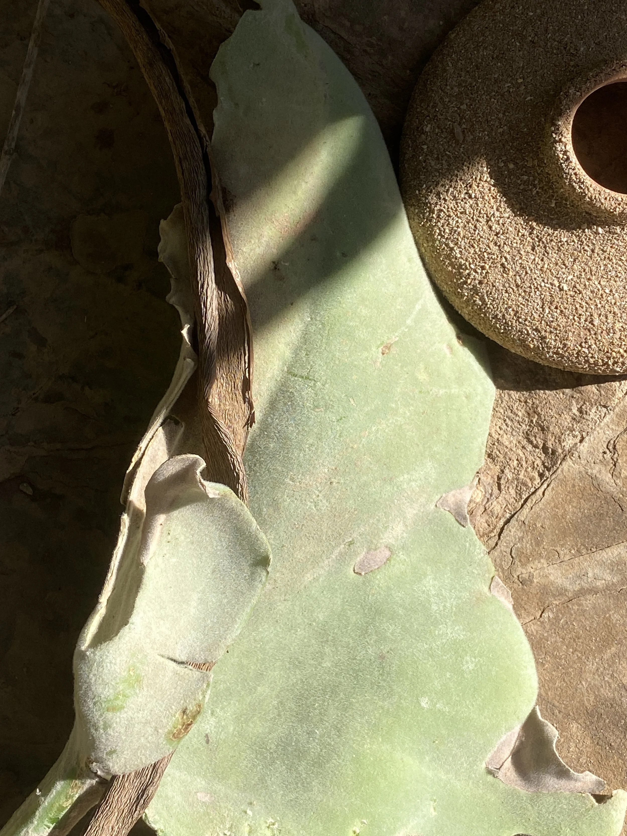 Nahaufnahme einer Pflanze mit grünen Blättern und braunen, holzigen Teilen, teilweise bedeckt mit Staub oder Sand. Teil der Serie Ein Tag nach Vollmond.