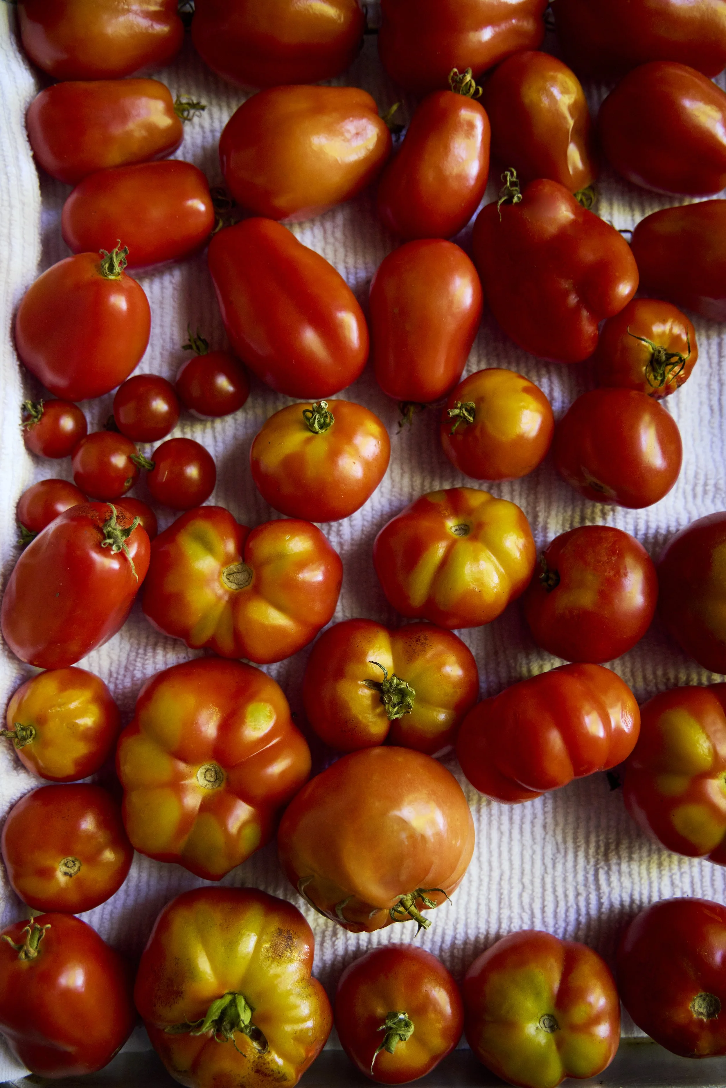 26_08_28_Skylands_tomatoes_danagallagher_027_ copy.jpg