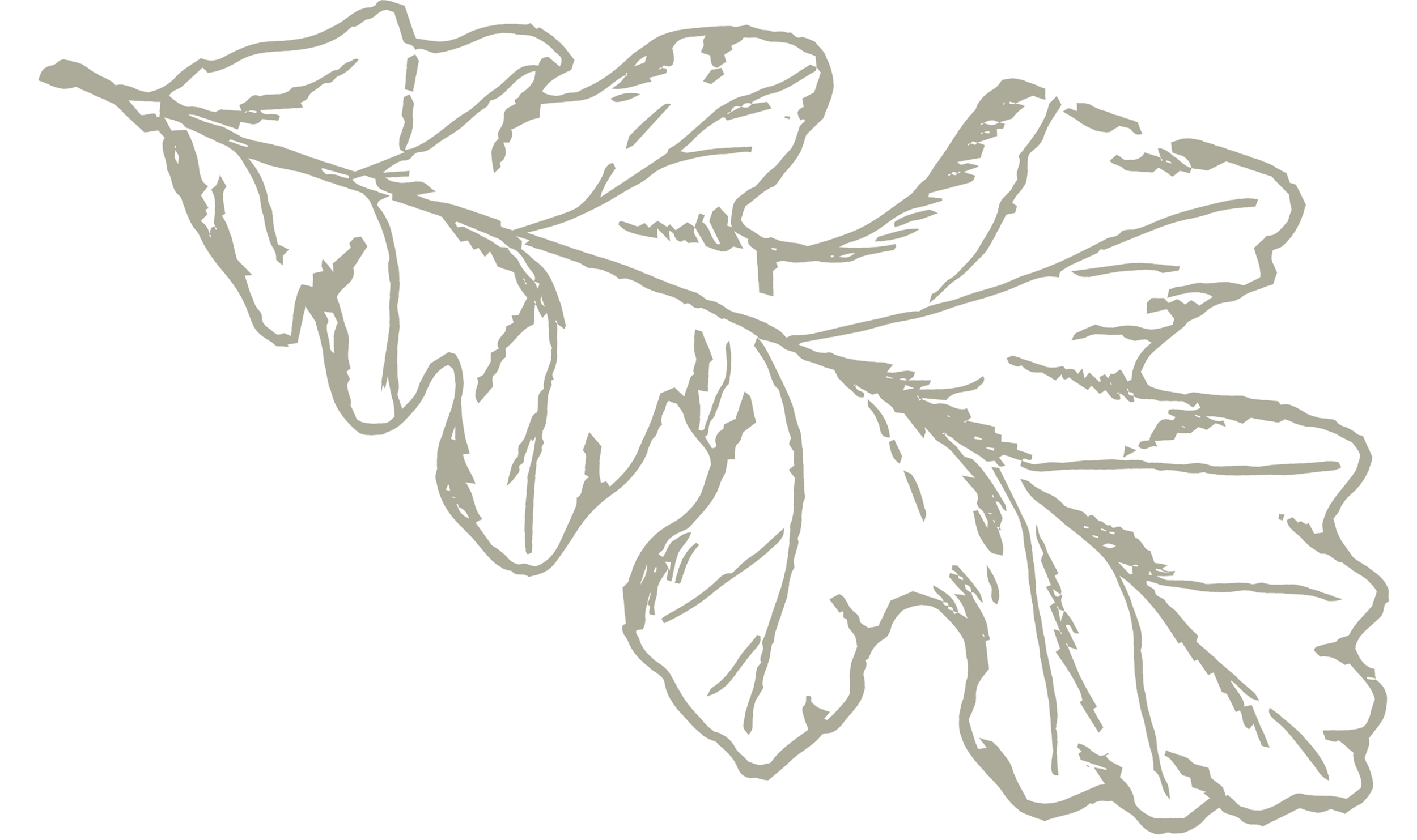Line drawing of a large, oak leaf with prominent veins on a transparent background.