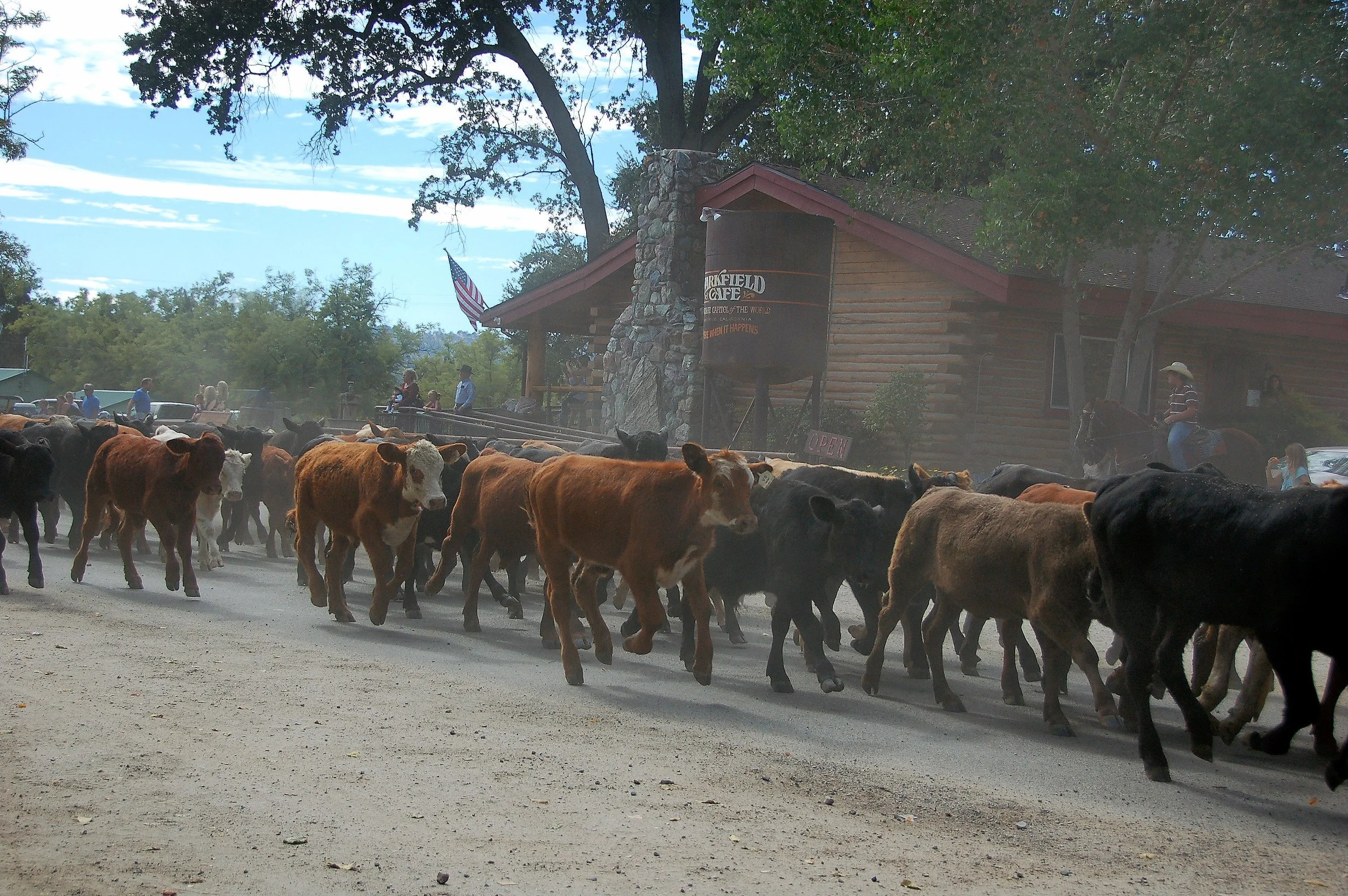Cattle_ParkfieldCafe.jpg