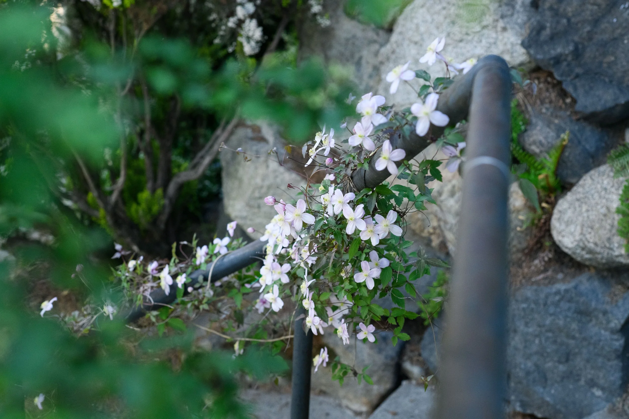 DSC_4118.jpg