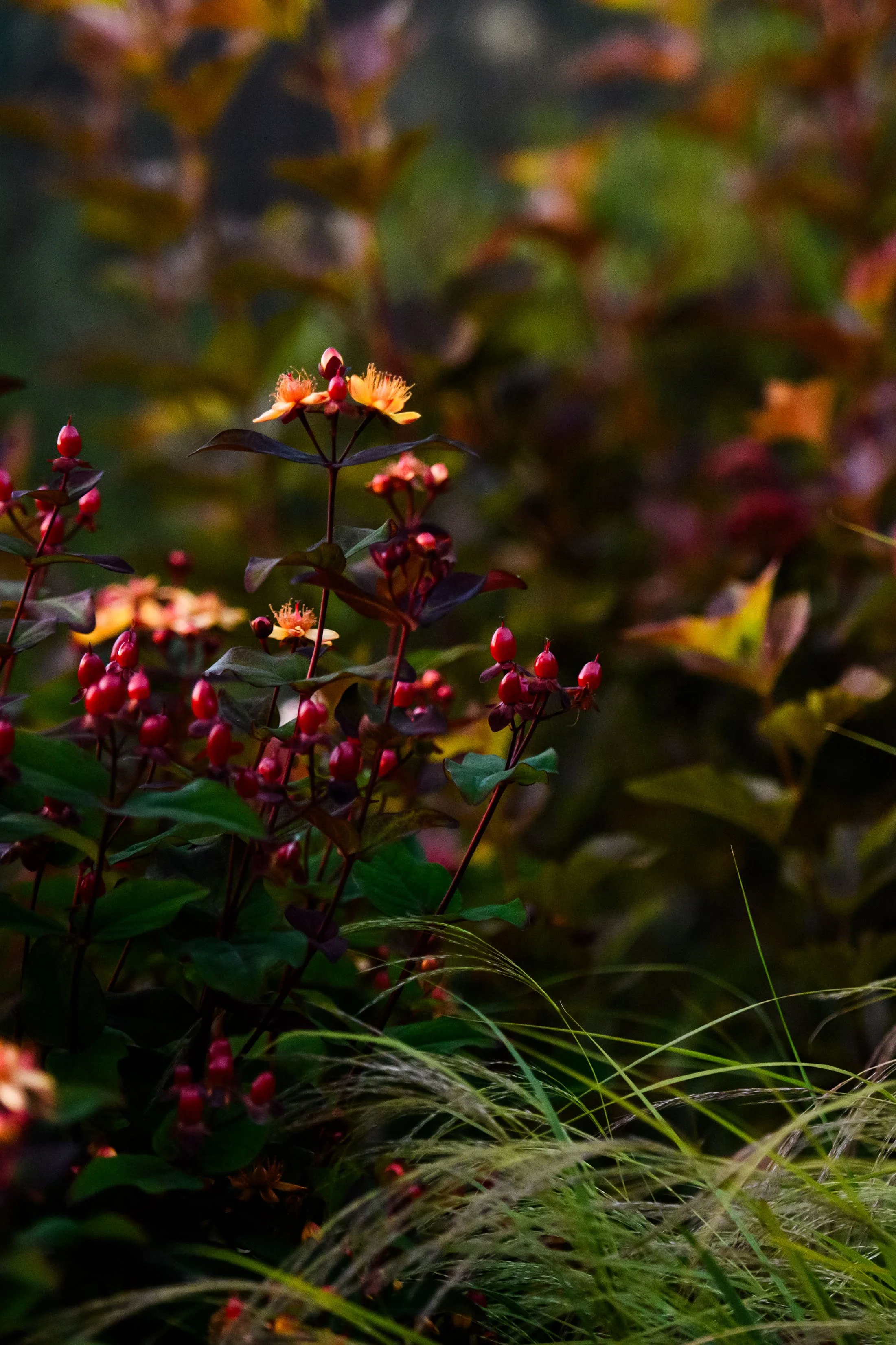 DSC_6576.jpg