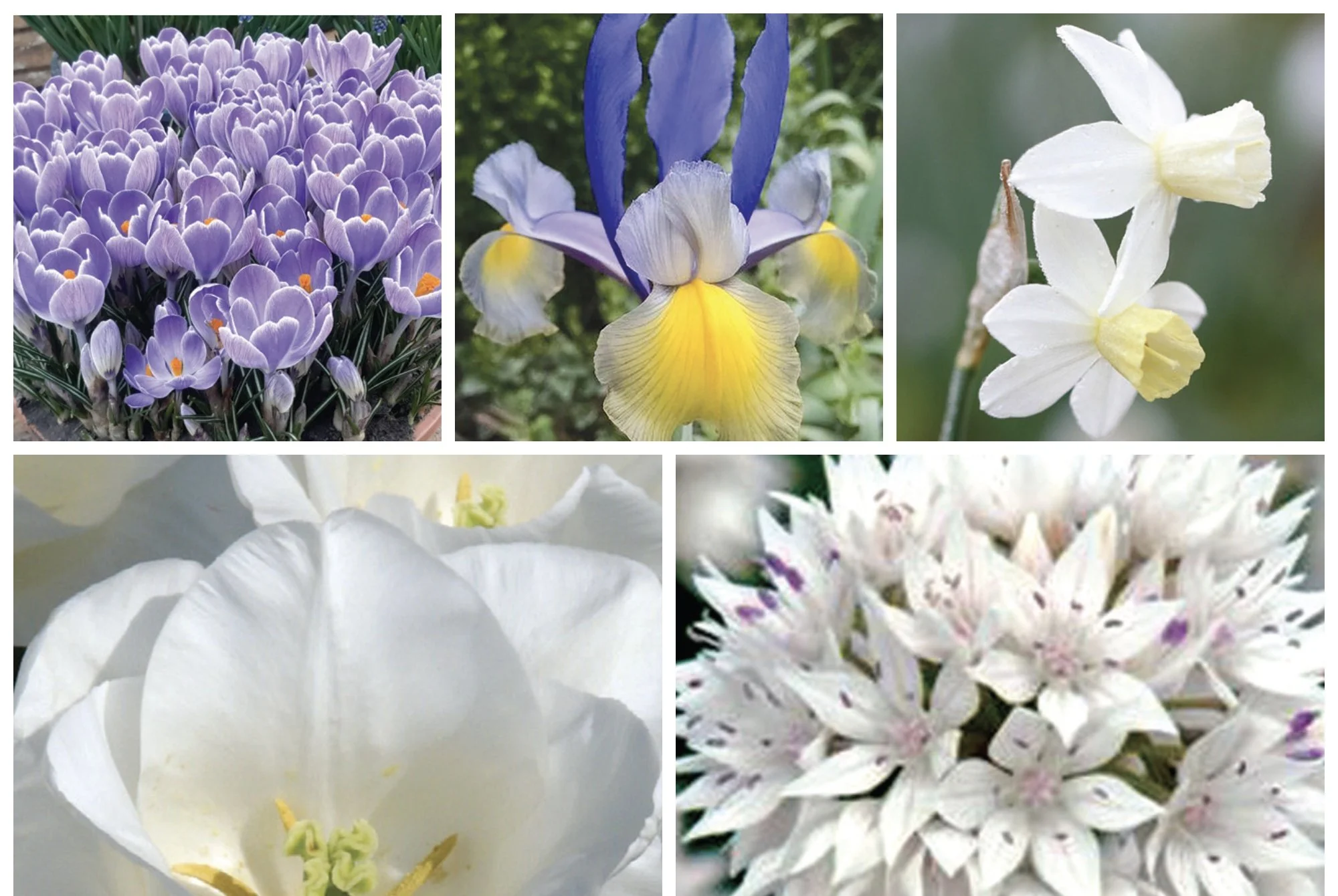 flower_bulbs_one_sheet.jpg