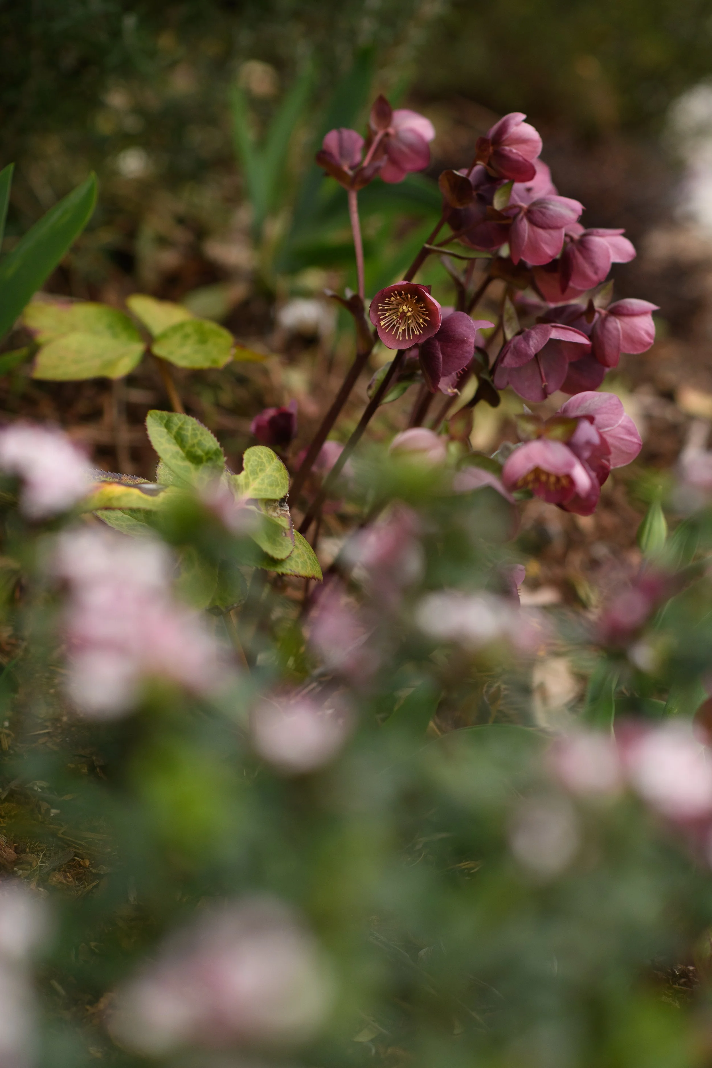 DSC_1424-2.jpg