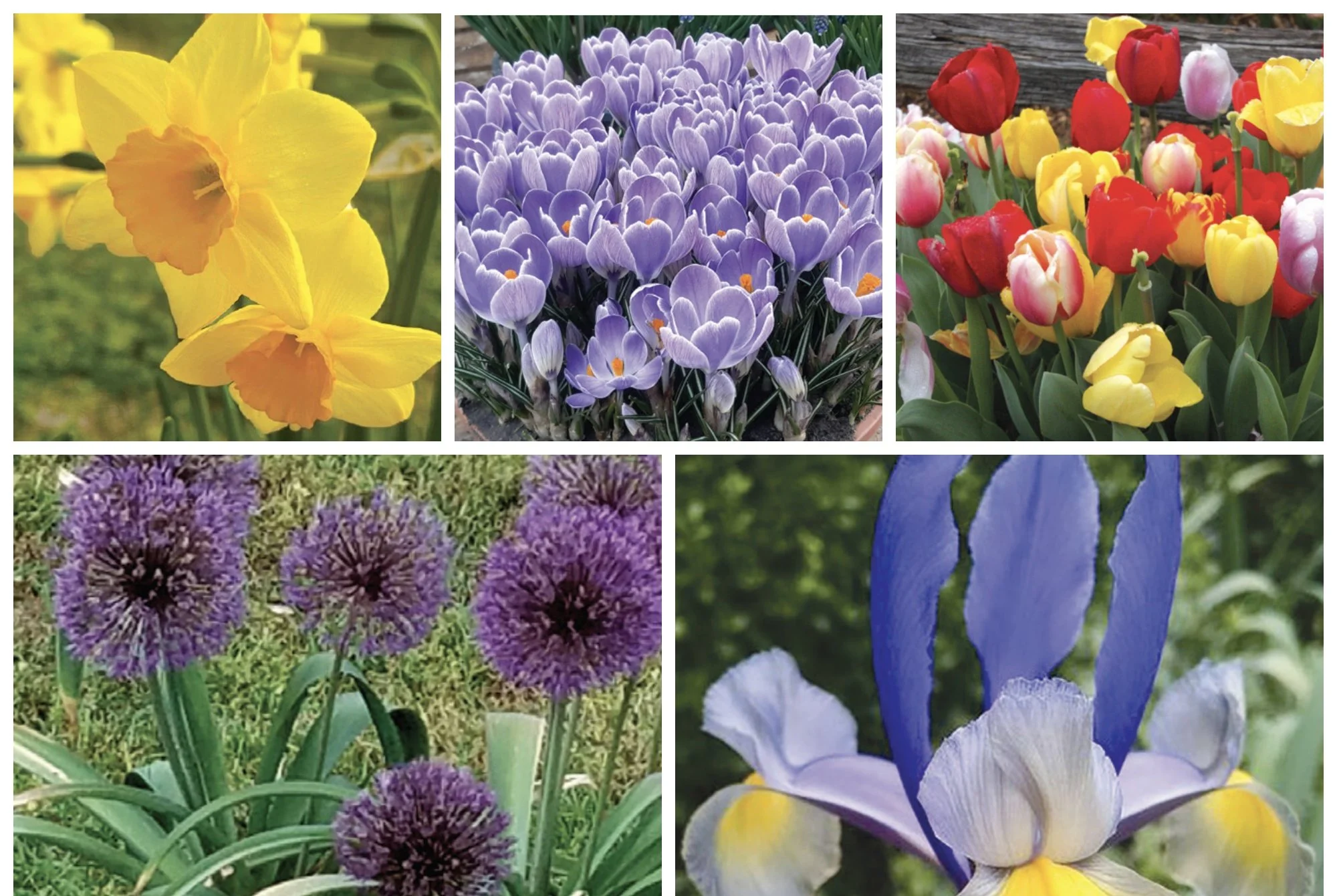 flower_bulbs_one_sheet_v2.jpg