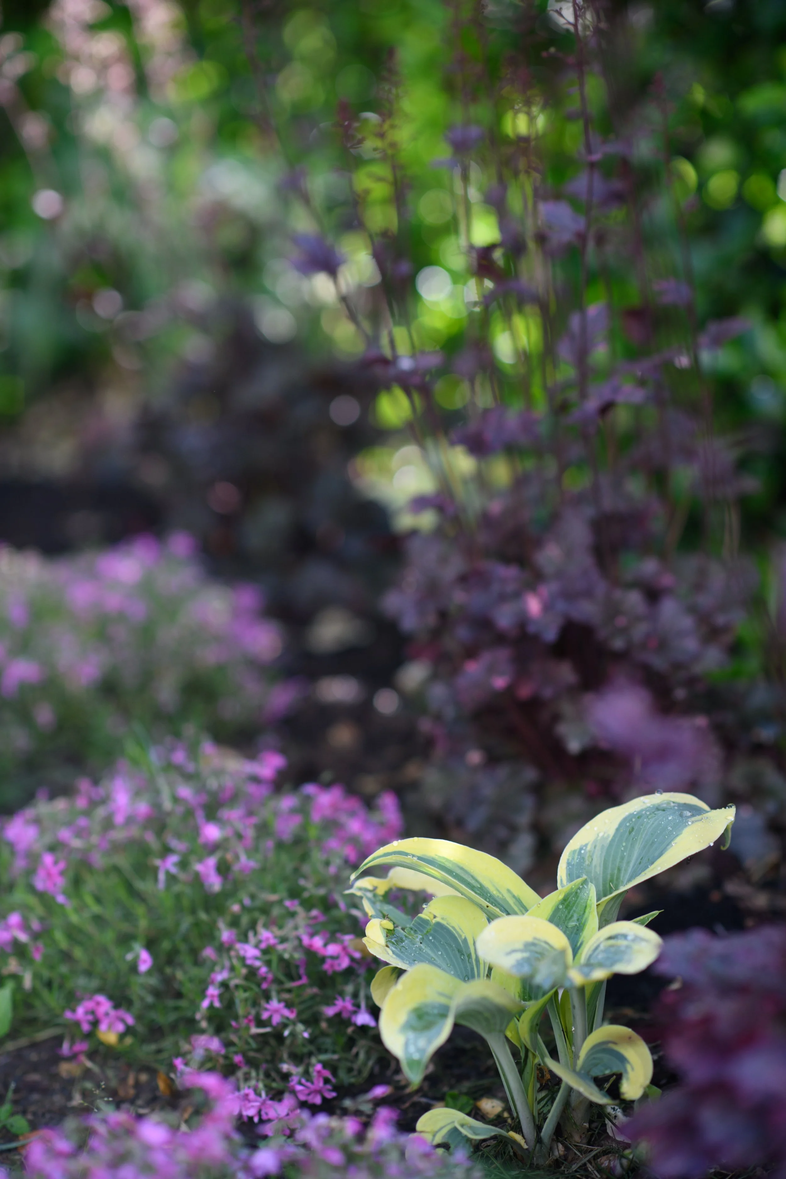 DSC_1594-2.jpg