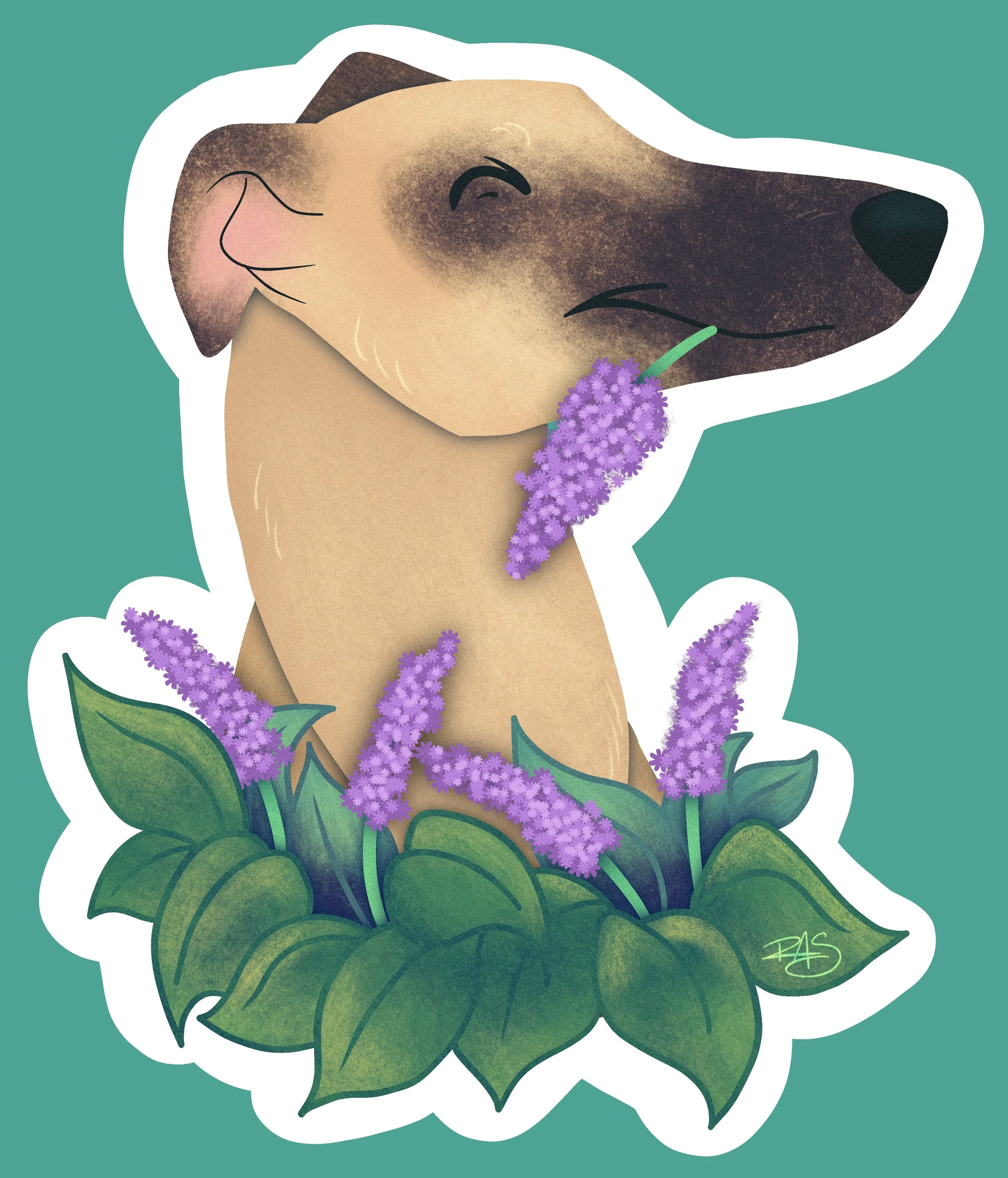 May_Flowers_-_Whippet_Greyhound.jpg